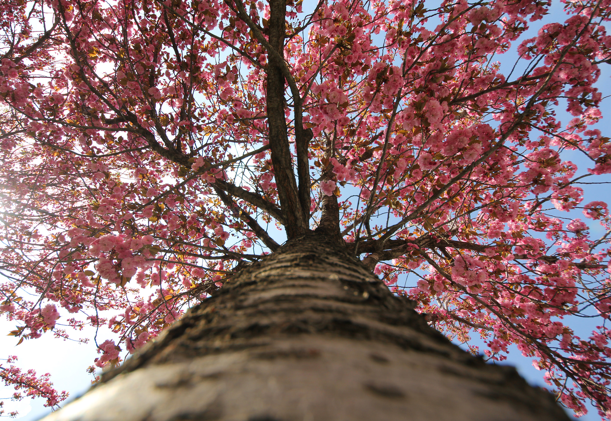 Sigma 8-16mm F4.5-5.6 DC HSM sample photo. Blossomismyworld photography