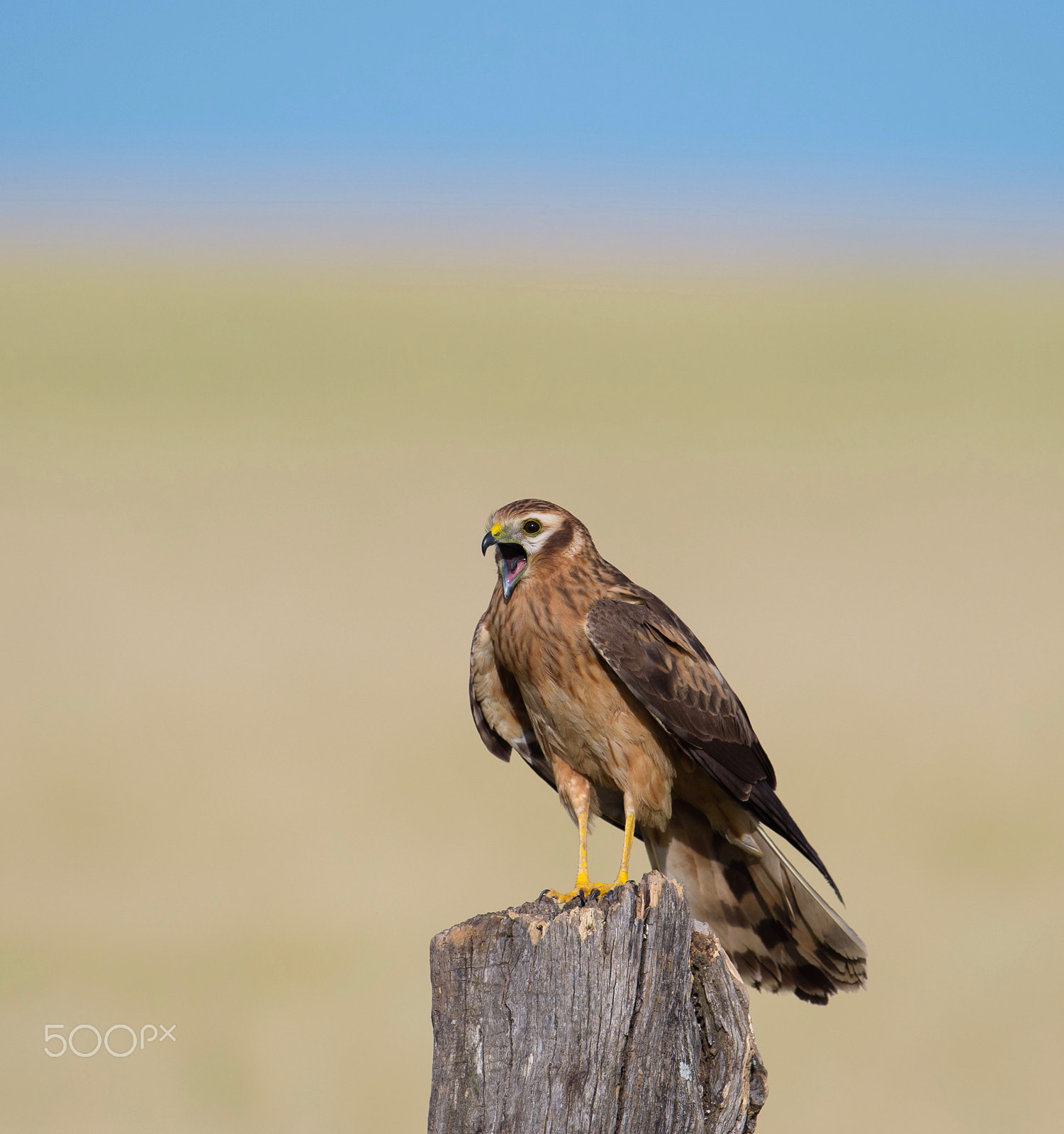 Nikon D4S + Nikon AF-S Nikkor 600mm F4G ED VR sample photo. Montagu's harriers photography