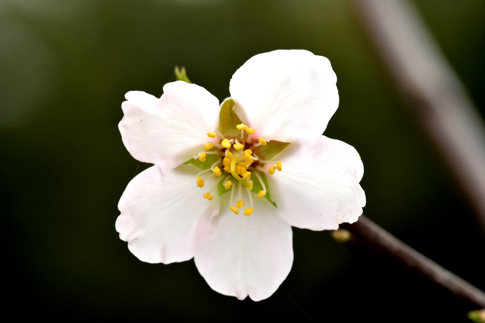 Nikon D7200 + Sigma 105mm F2.8 EX DG Macro sample photo. Flower photography