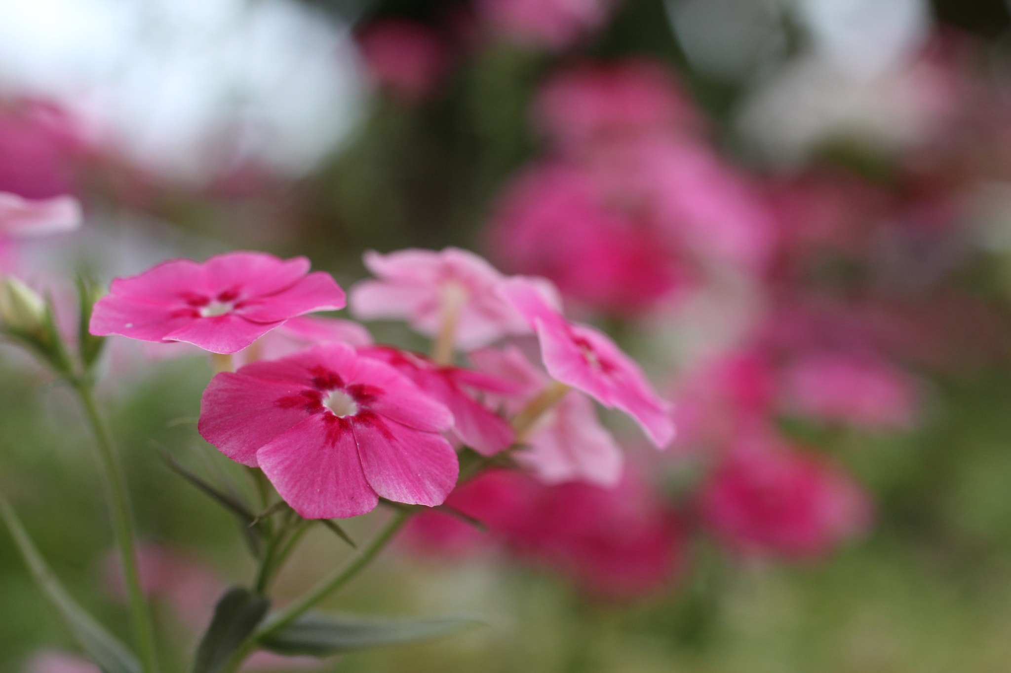 Canon EF 50mm F2.5 Macro sample photo. Pequeno jardim photography