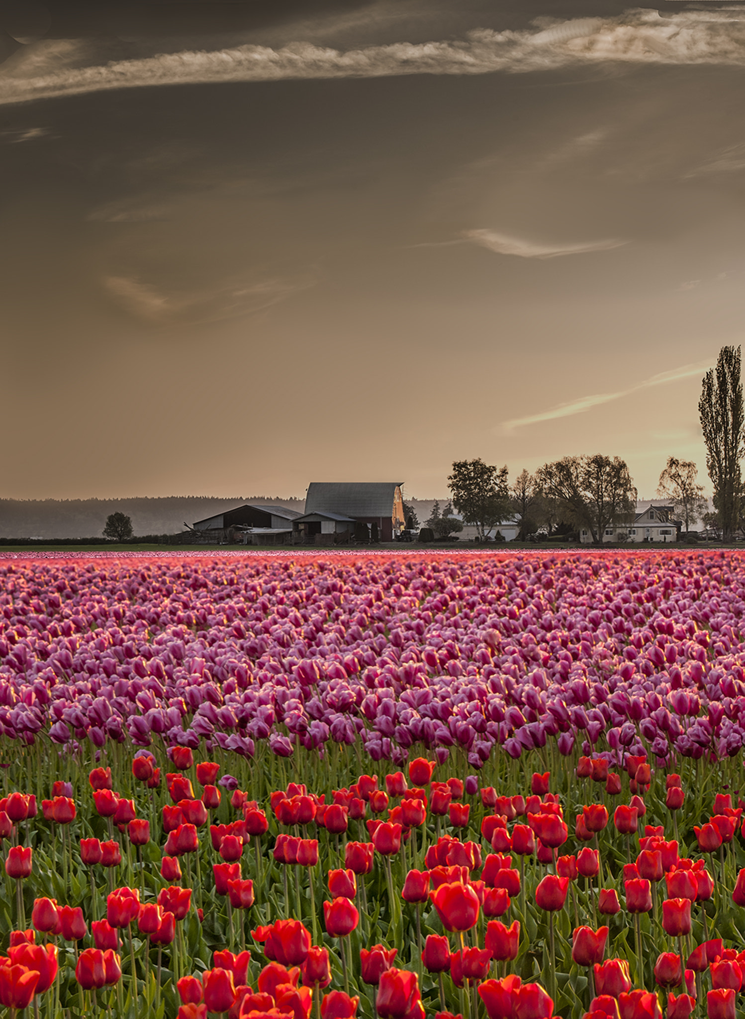 Nikon D3X sample photo. Field of joy photography