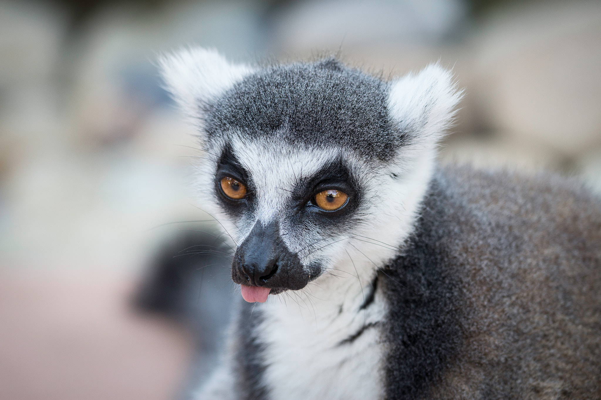 Canon EF 70-200mm F4L IS USM sample photo. Zoo day april 2016 photography
