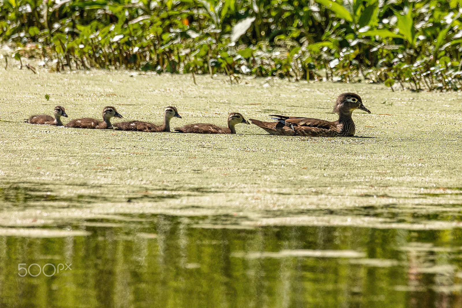 Canon EOS 5DS + Sigma 150-600mm F5-6.3 DG OS HSM | C sample photo. Wood duck and ducklings in swamp lake photography