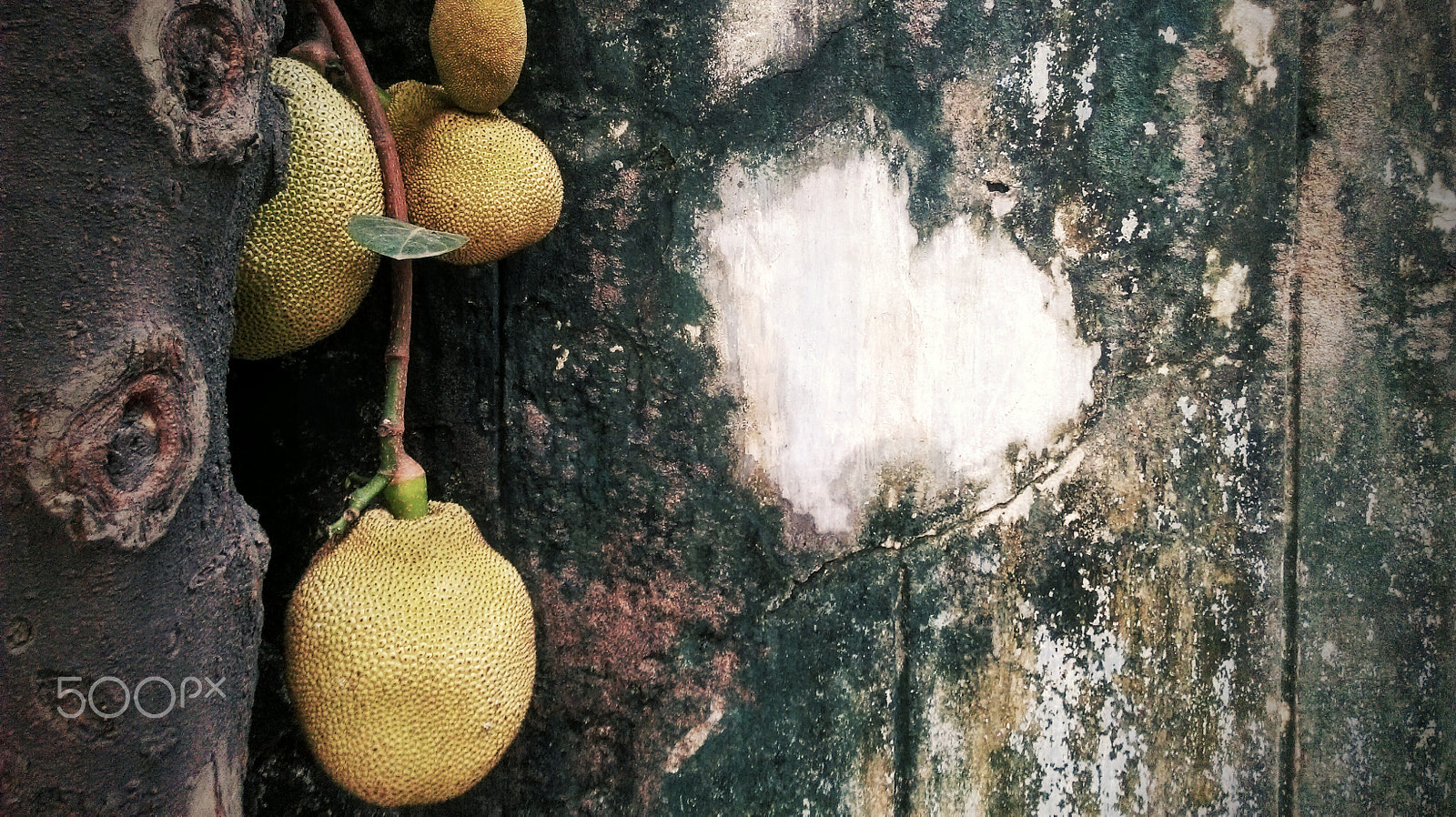 HTC DESIRE 820 DUAL SIM sample photo. Jackfruit ( the national fruit of bangladesh ) photography
