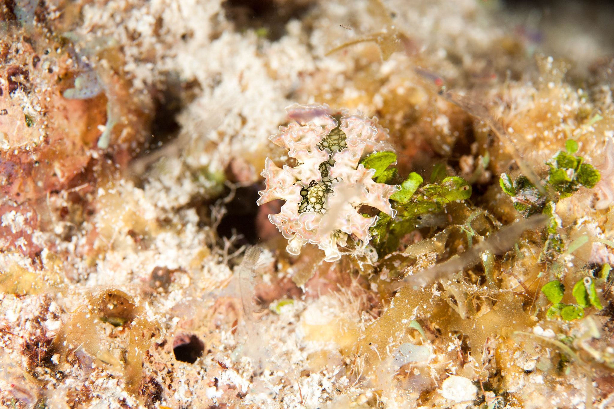 Canon EF-S 60mm F2.8 Macro USM sample photo. Leafy nudibranch photography