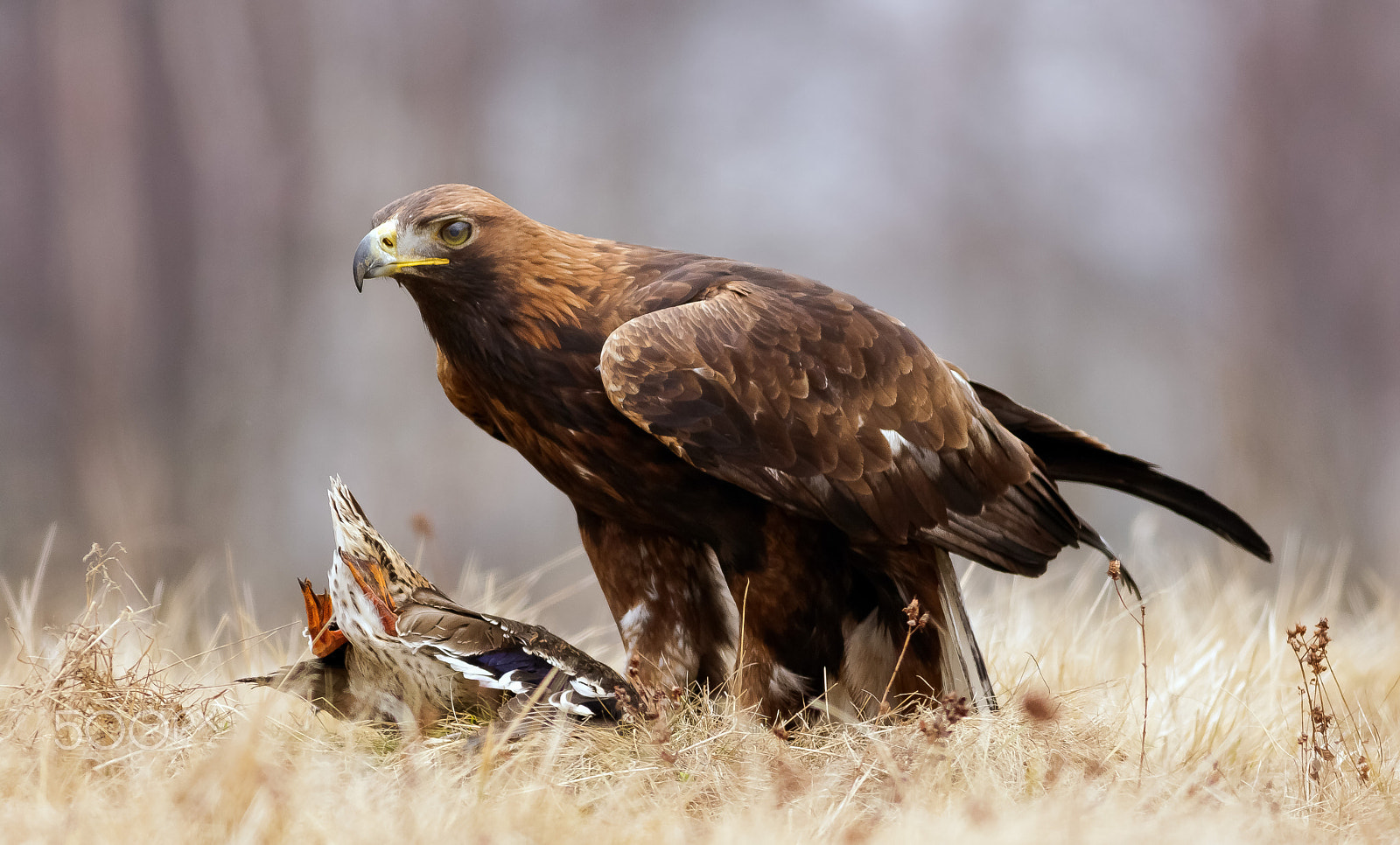 Canon EOS 760D (EOS Rebel T6s / EOS 8000D) + Canon EF 400mm F5.6L USM sample photo. Orel skalní photography