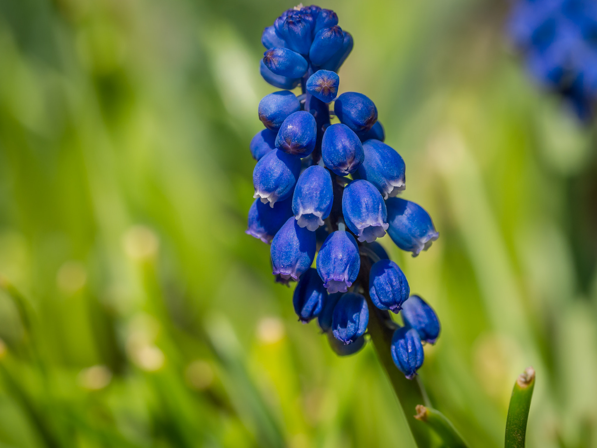 Sigma 60mm F2.8 DN Art sample photo. _1080012.jpg photography