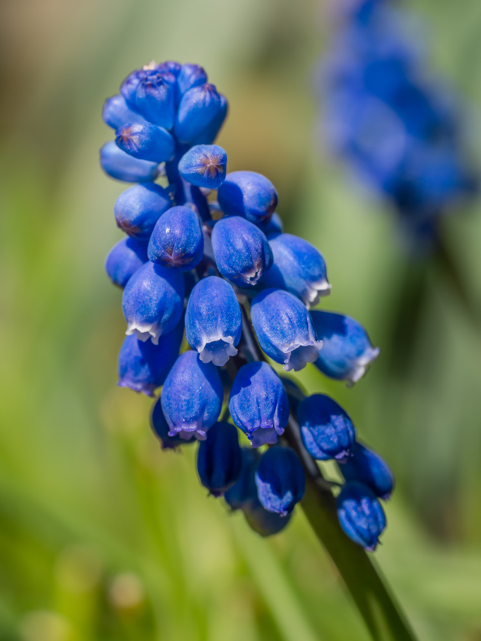 Sigma 60mm F2.8 DN Art sample photo. _1080100.jpg photography
