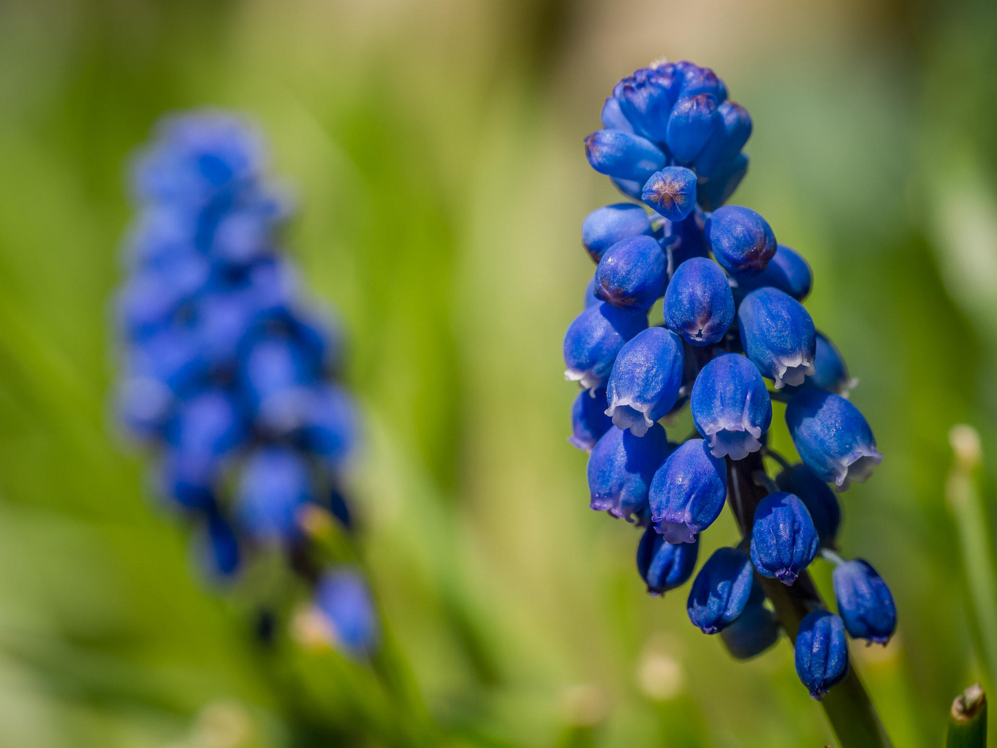 Sigma 60mm F2.8 DN Art sample photo. _1080014.jpg photography