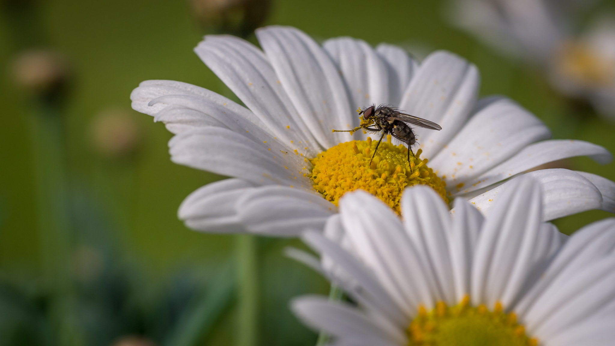 Sigma 60mm F2.8 DN Art sample photo. _1070693.jpg photography