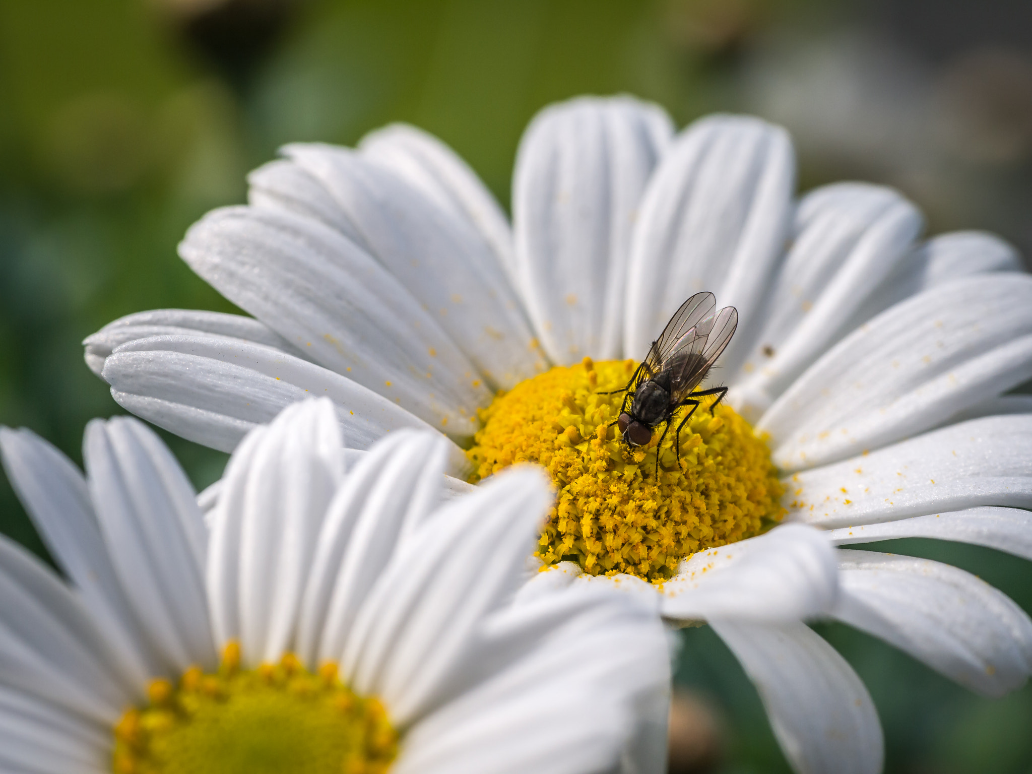 Sigma 60mm F2.8 DN Art sample photo. _1070676.jpg photography