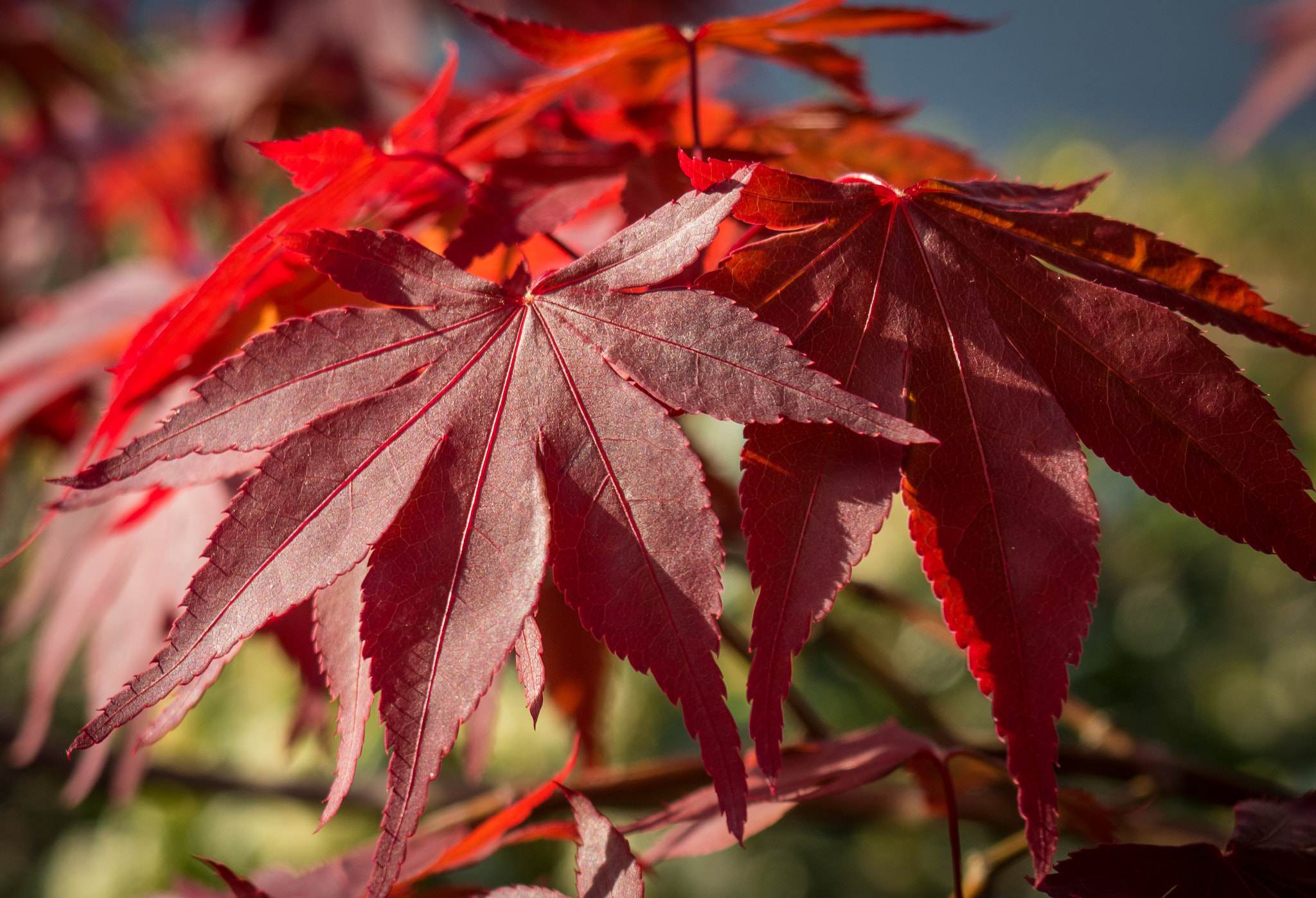 Olympus M.Zuiko Digital 14-42mm F3.5-5.6 II R sample photo. Japanese red maple photography