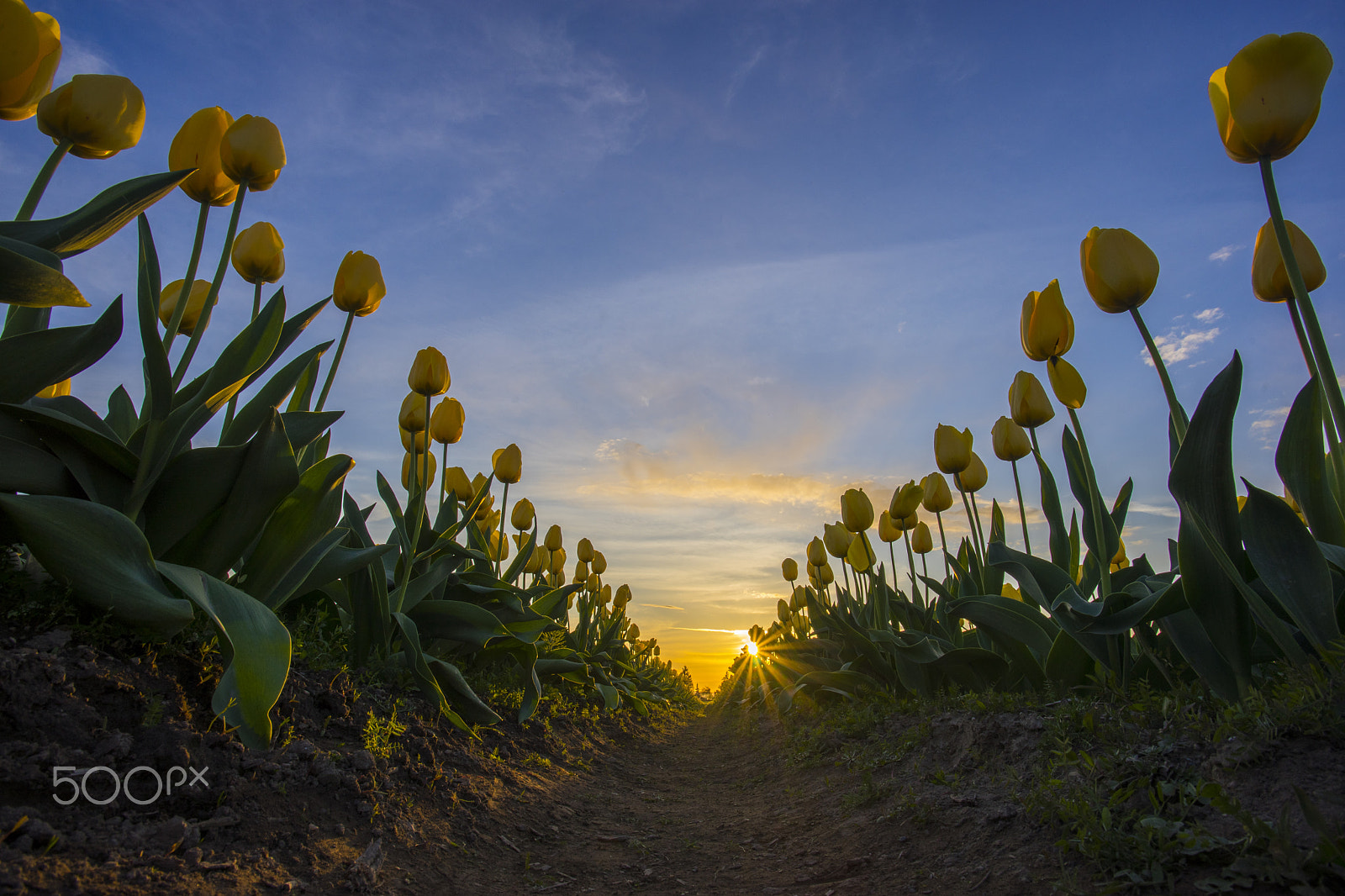 Sony a7 + Canon EF 17-40mm F4L USM sample photo. Tulips sunset photography