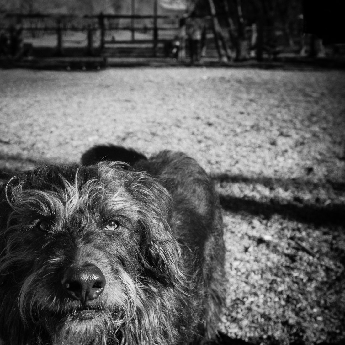 Nikon AF-S Nikkor 17-35mm F2.8D ED-IF sample photo. Linus. dog park dog photography