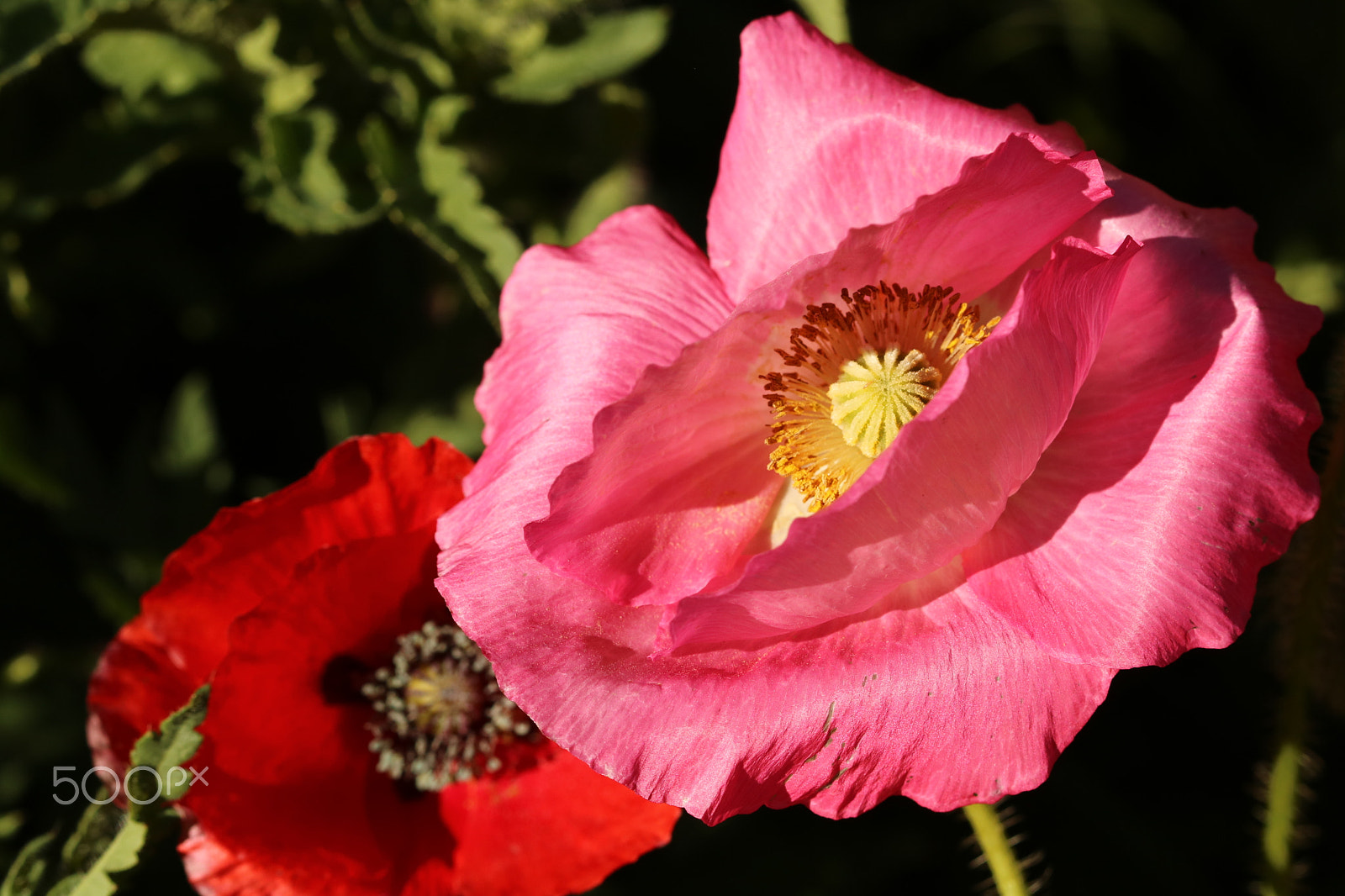 Canon EF 100mm F2.8 Macro USM sample photo. Poppies 5392 photography