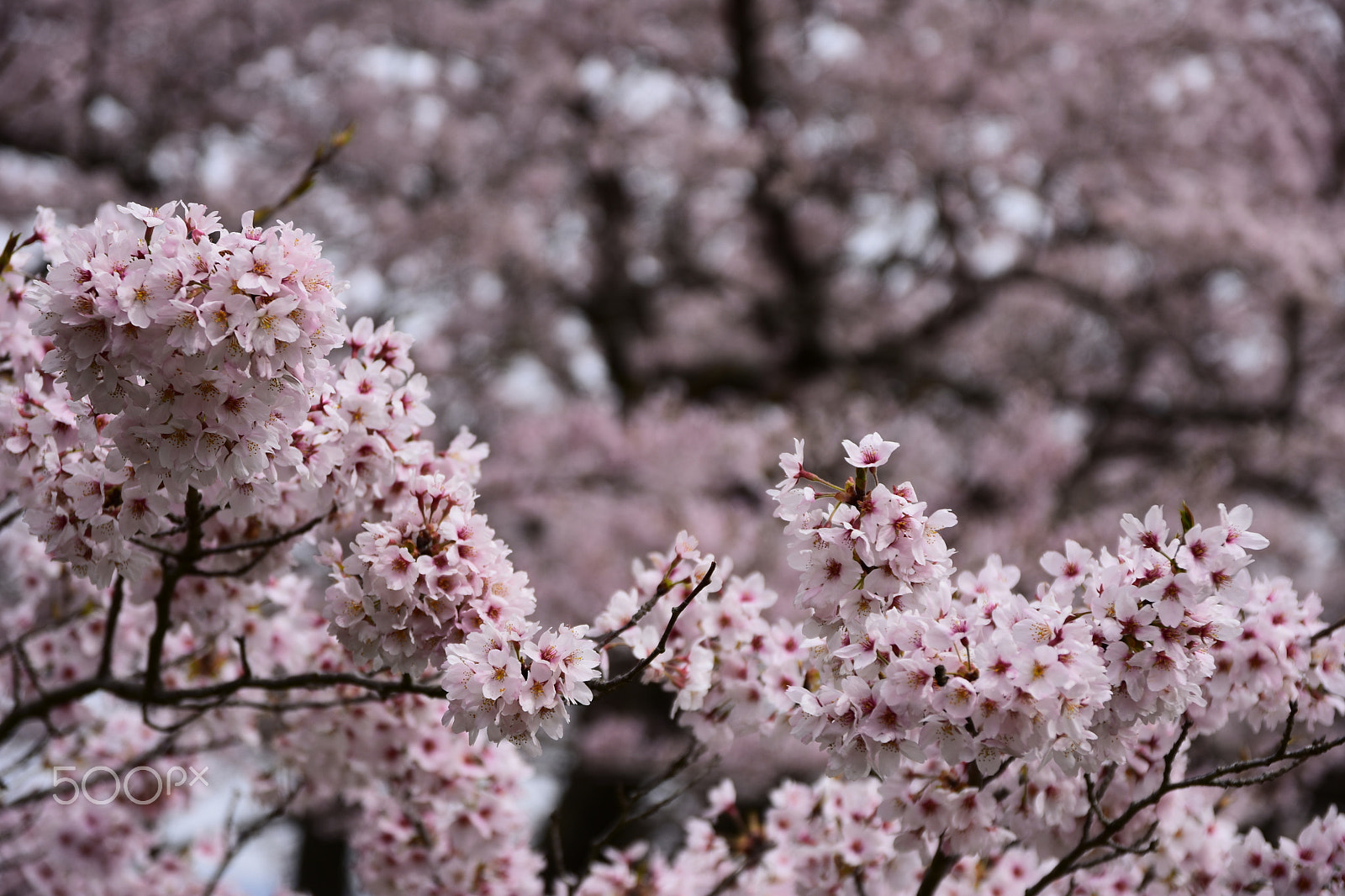 Nikon D7200 + Sigma 17-70mm F2.8-4 DC Macro OS HSM | C sample photo. Cherry blossoms photography