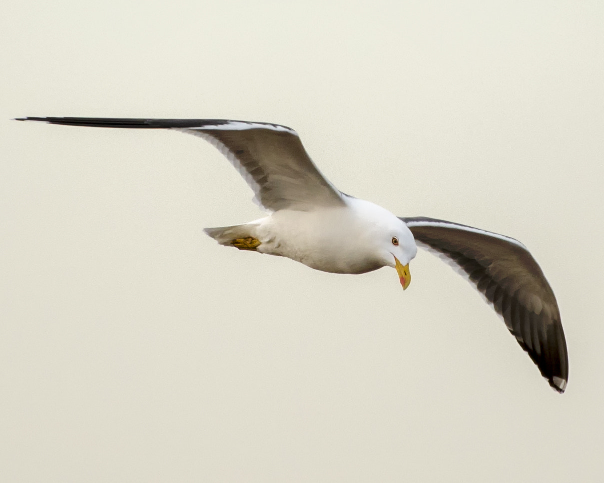 Nikon AF-S Nikkor 200-500mm F5.6E ED VR sample photo. Bif: seagull photography