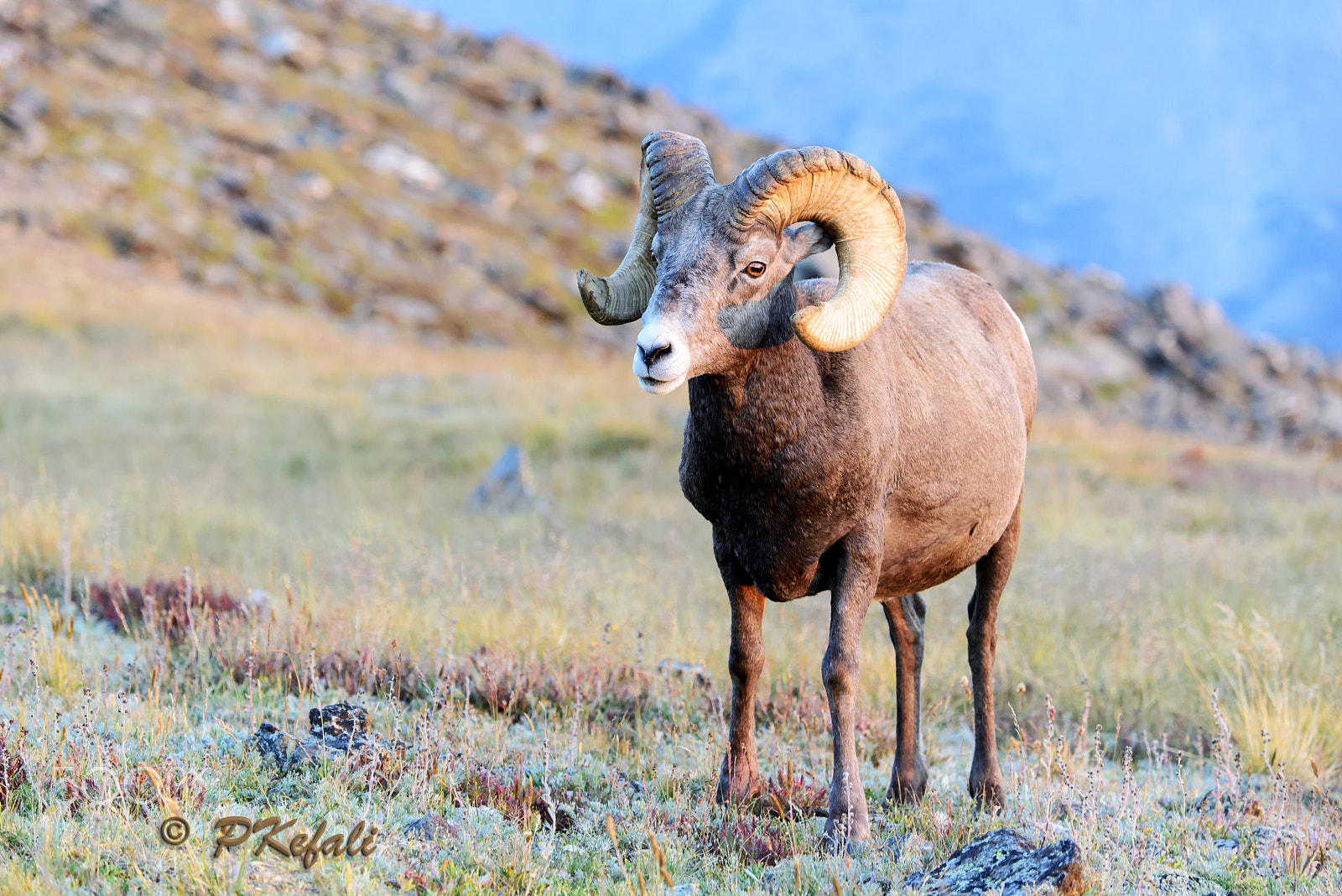 Nikon D600 sample photo. Bighorn sheep - rocky mountains photography