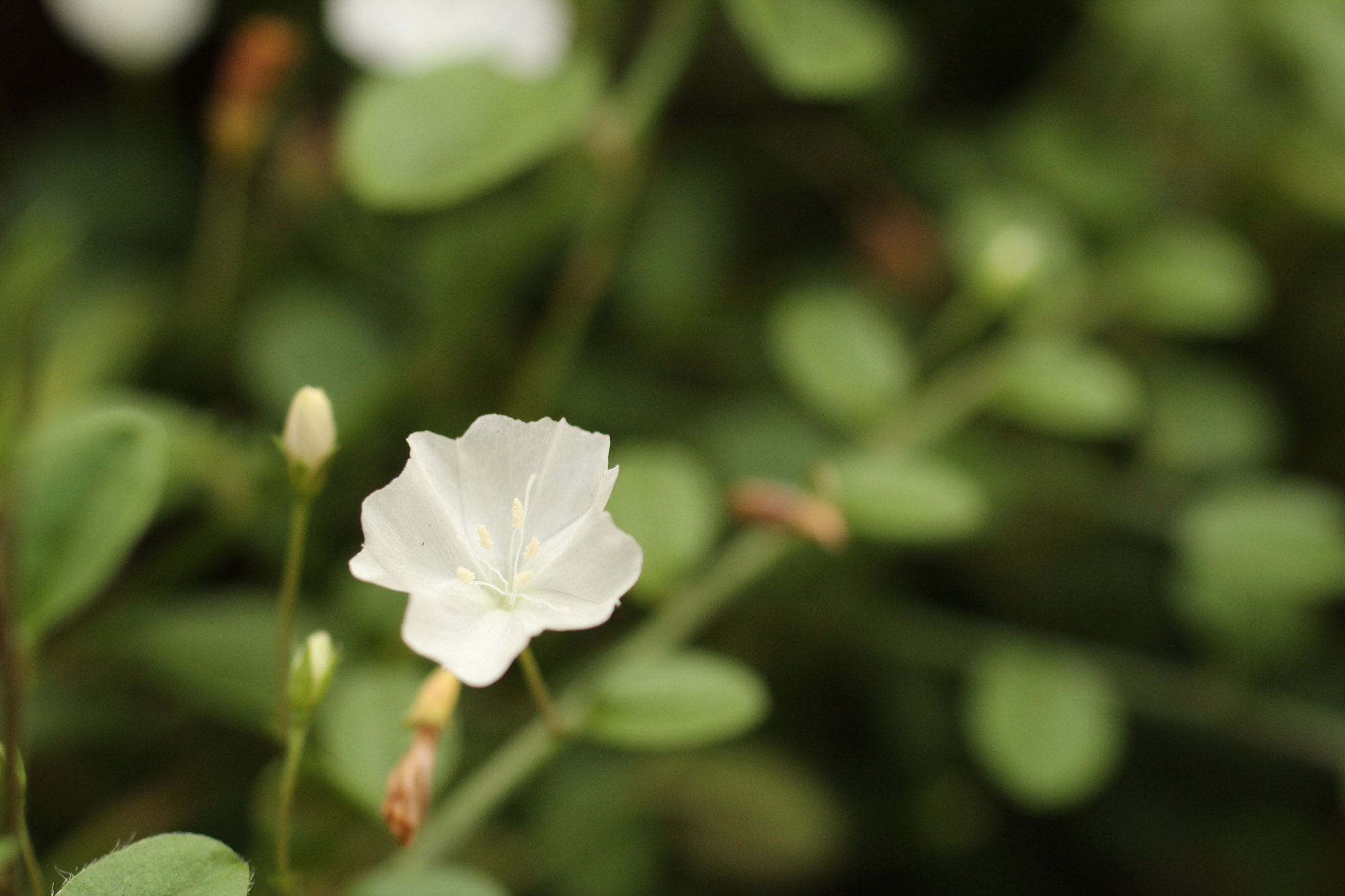 Canon EF 50mm F2.5 Macro sample photo. Como papel de seda... photography