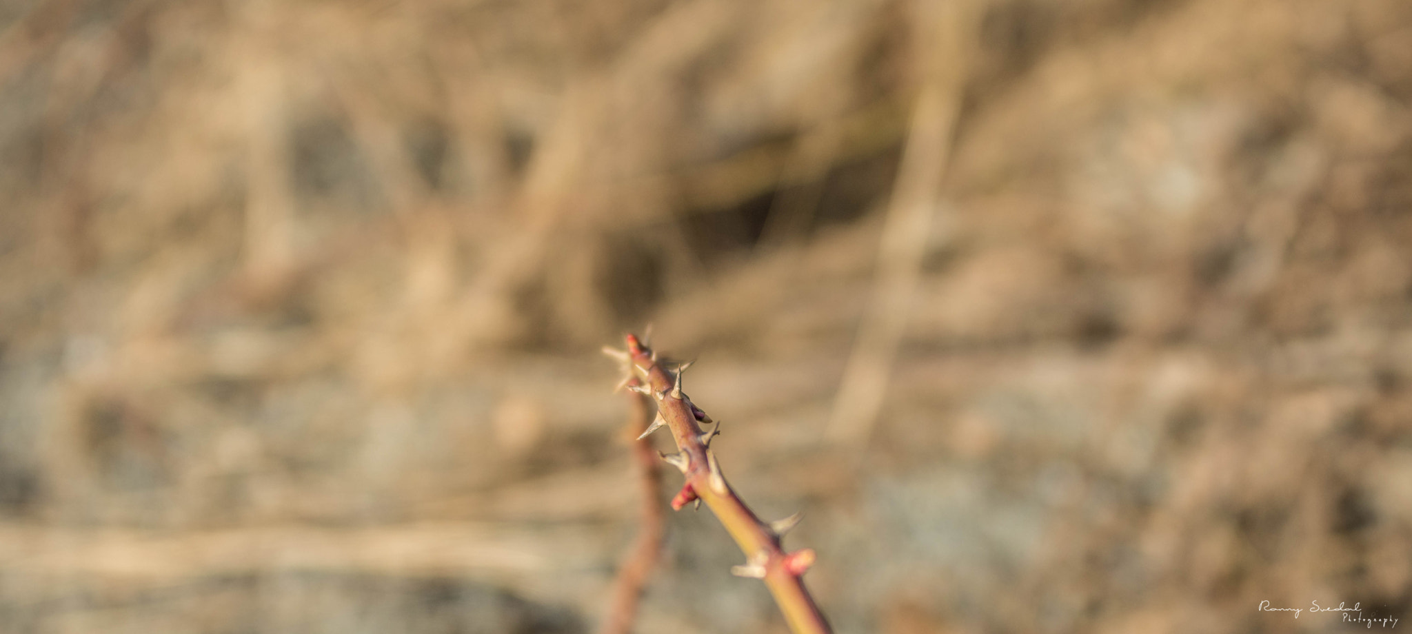 Nikon D7200 + Sigma 24-70mm F2.8 EX DG Macro sample photo. Dsc_1406.jpg photography