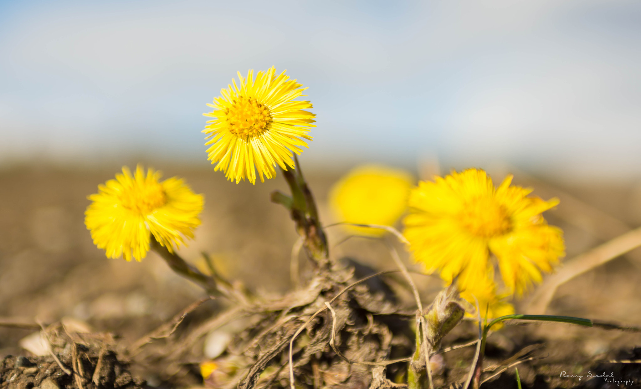 Nikon D7200 + Sigma 24-70mm F2.8 EX DG Macro sample photo. Dsc_1363.jpg photography