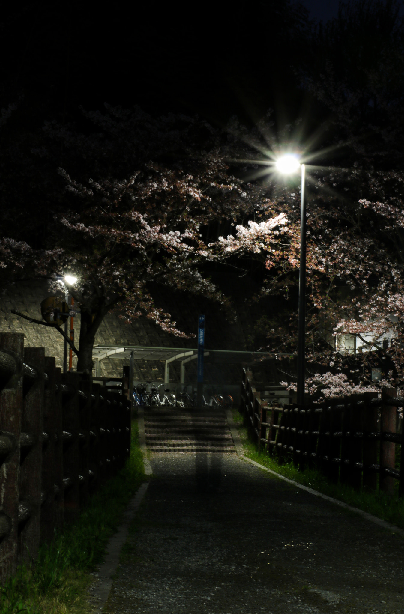 Canon EOS 760D (EOS Rebel T6s / EOS 8000D) sample photo. Sakura et silouhette photography