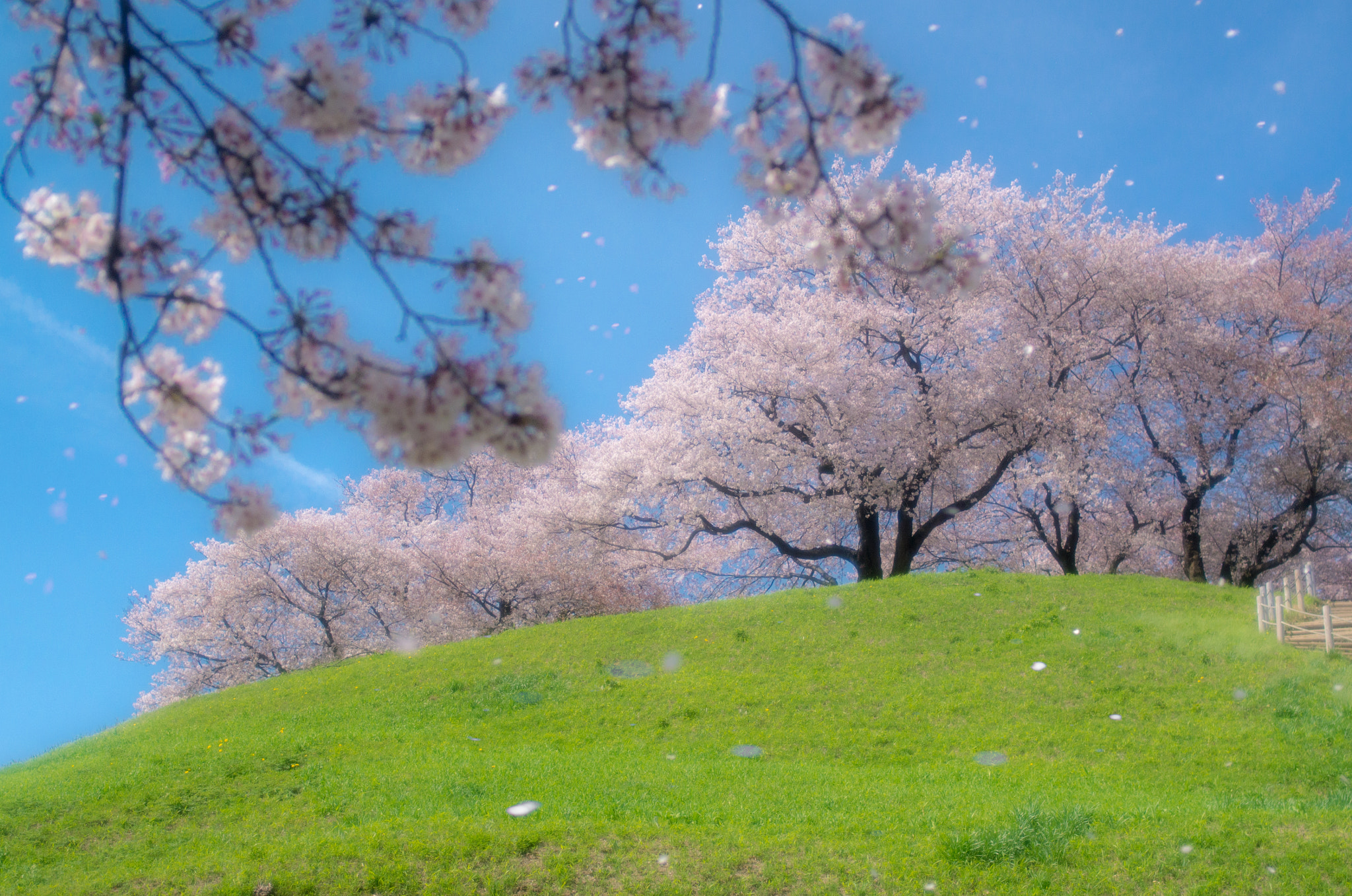 Pentax K-5 II sample photo. Shower of cherry blossoms photography