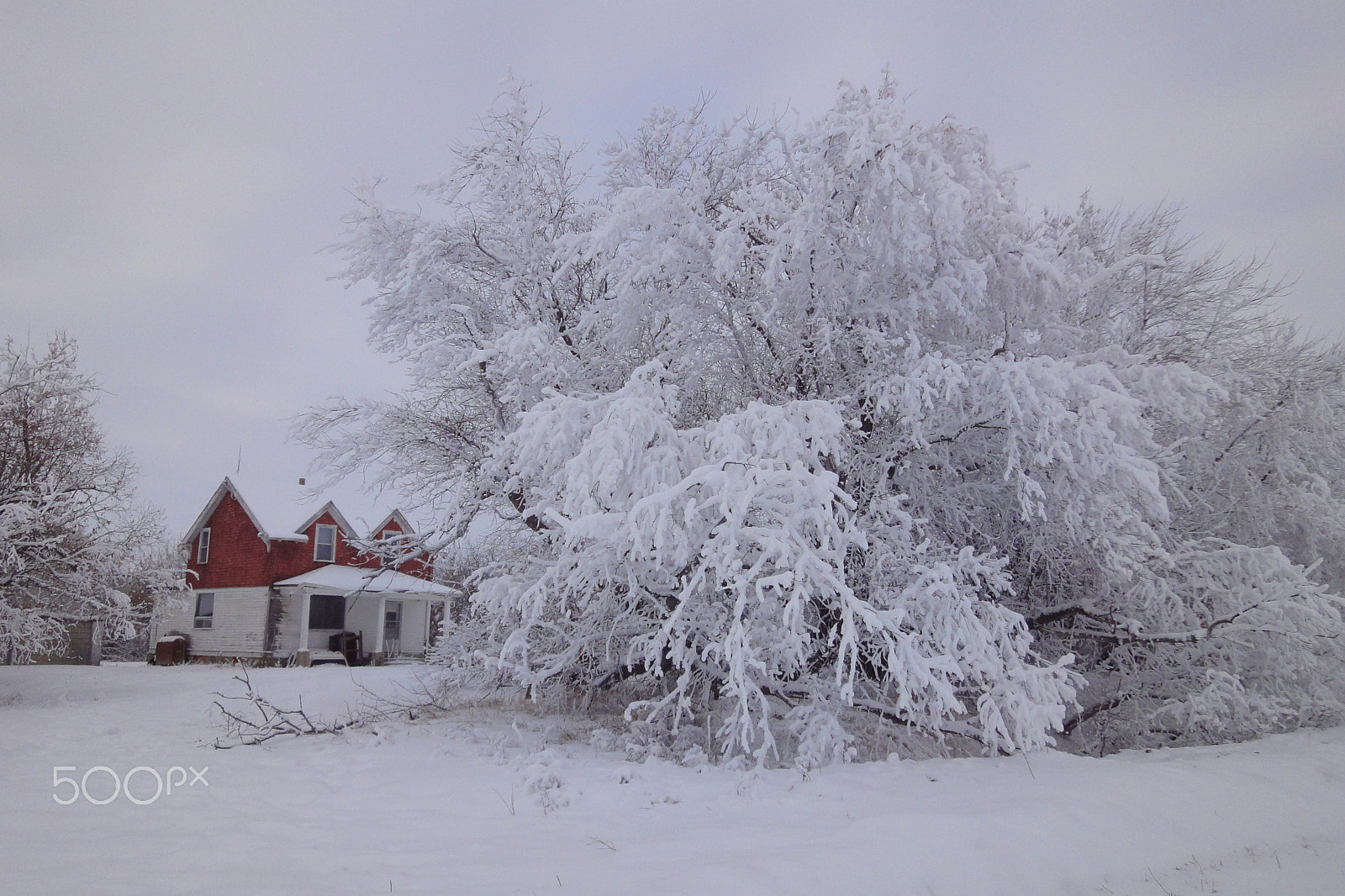 Sony Cyber-shot DSC-WX1 sample photo. Cold beauty photography