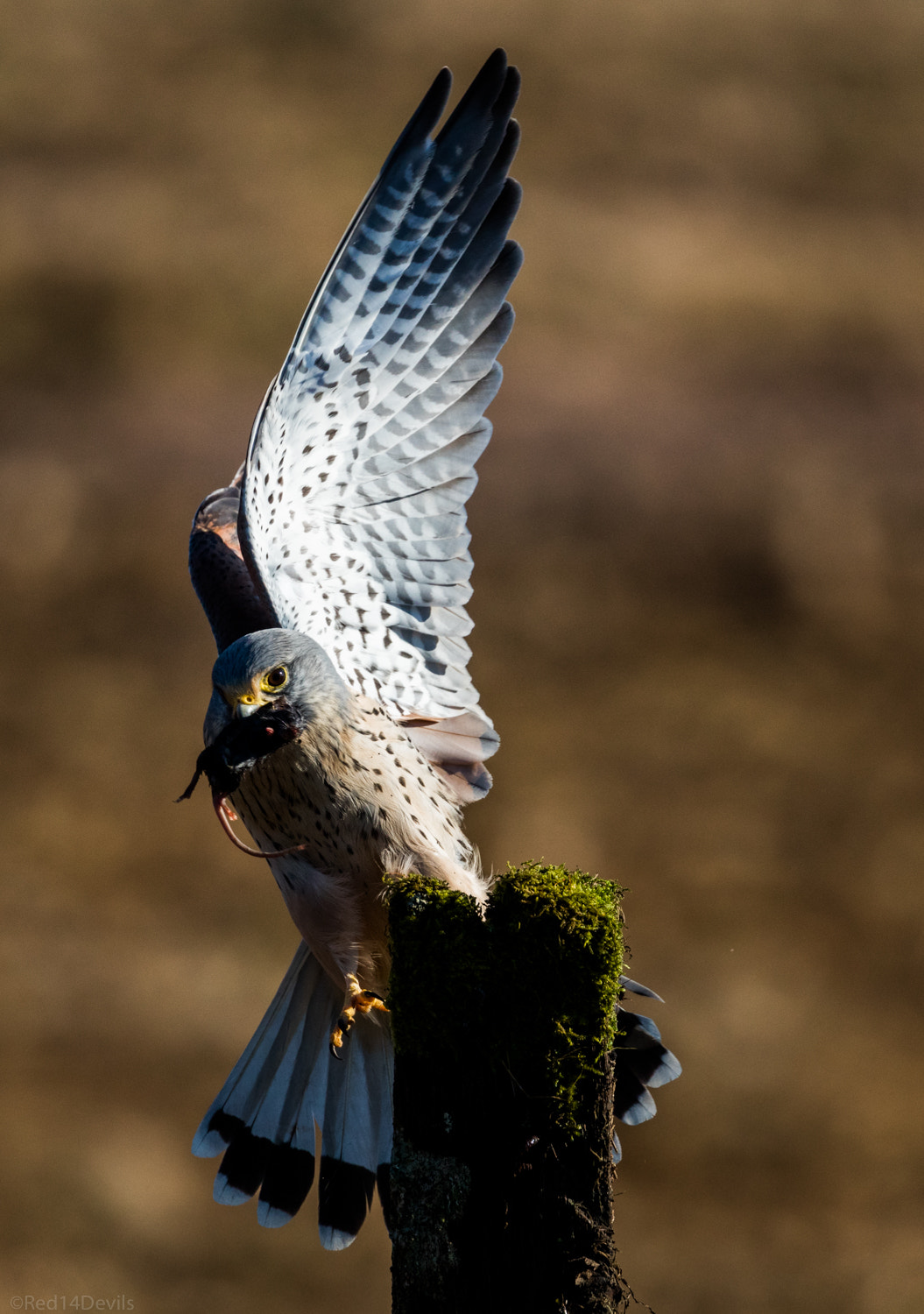 Canon EOS 5DS + Canon EF 100-400mm F4.5-5.6L IS II USM sample photo. Common kestrel photography