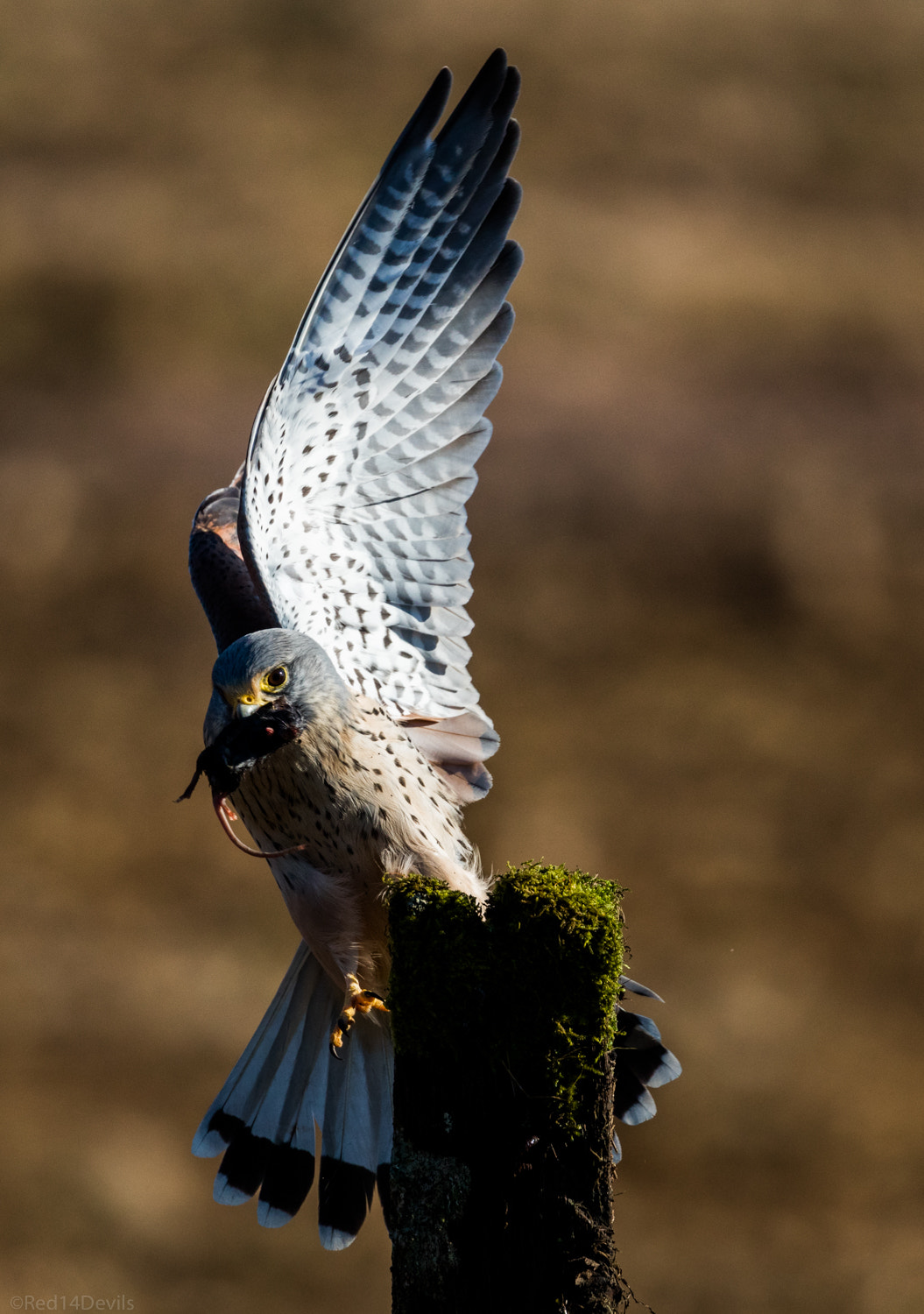 Canon EF 100-400mm F4.5-5.6L IS II USM sample photo. Common kestrel photography