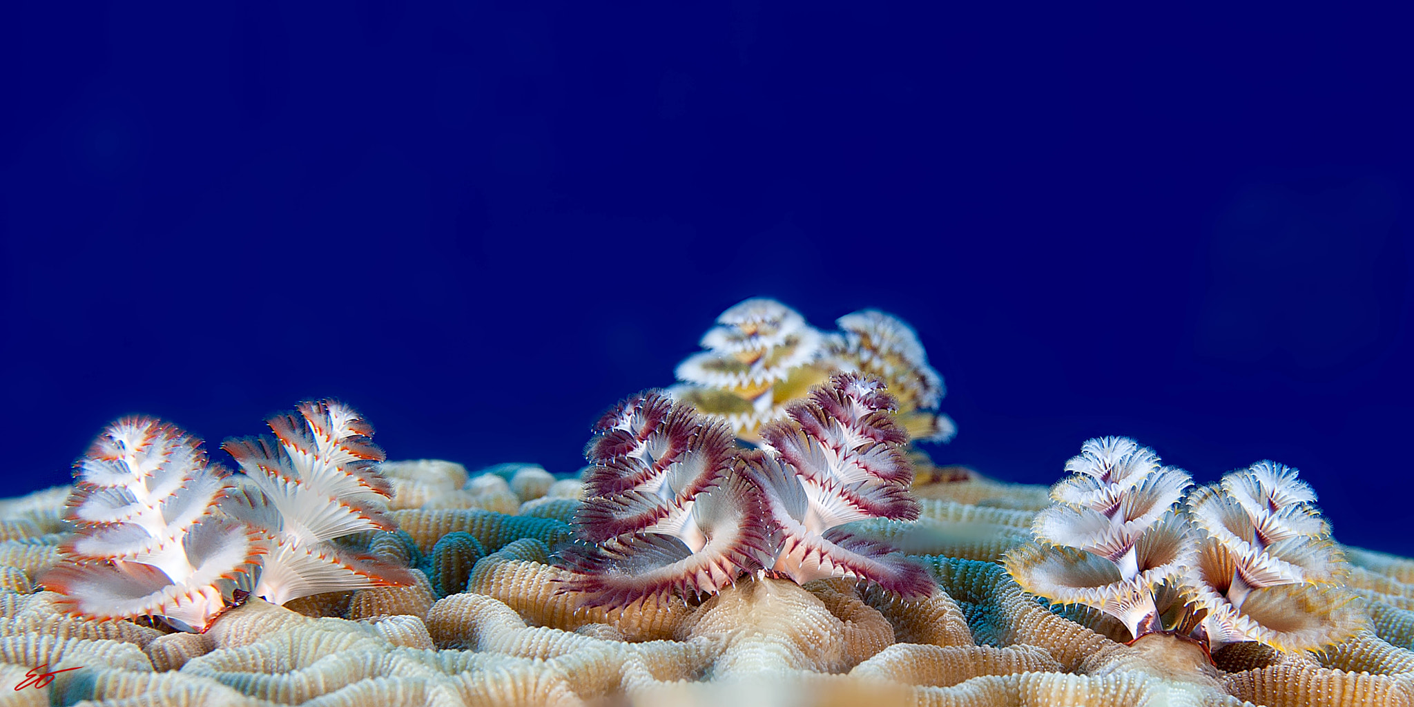 Canon EF-S 60mm F2.8 Macro USM sample photo. Underwater christmas trees photography
