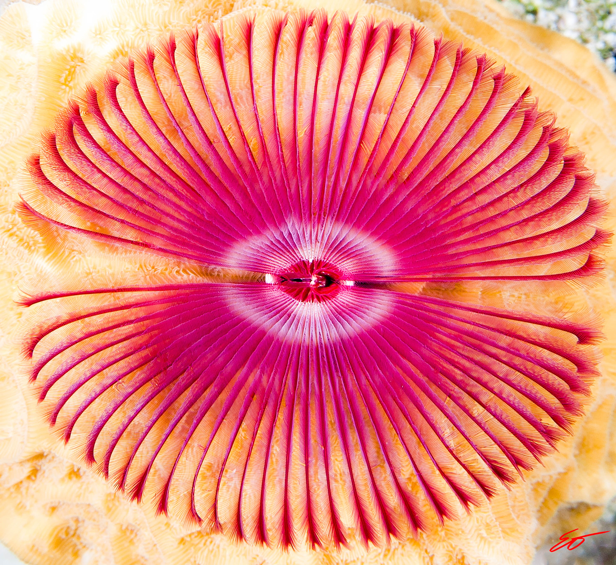 Canon EF-S 60mm F2.8 Macro USM sample photo. Feather duster photography
