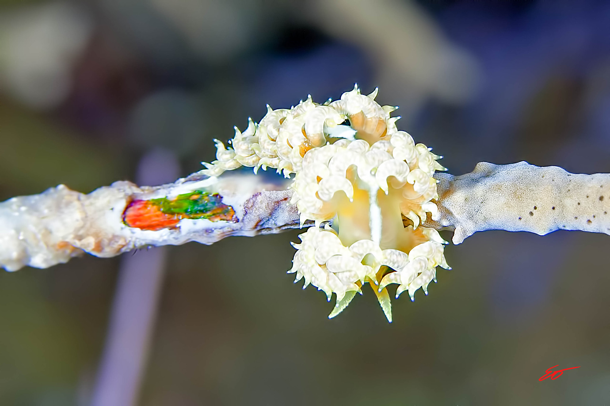 Canon EF-S 60mm F2.8 Macro USM sample photo. Nudibranch shows off photography