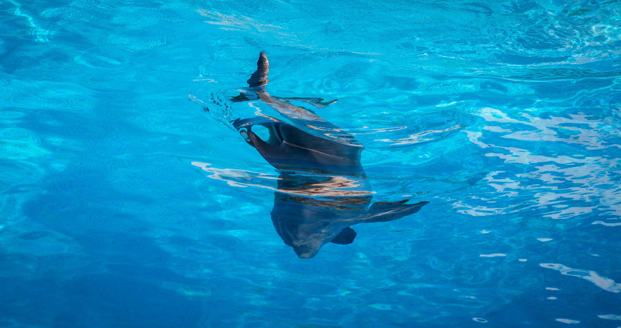 Sigma 70-300mm F4-5.6 APO DG Macro sample photo. Dolphin ii photography
