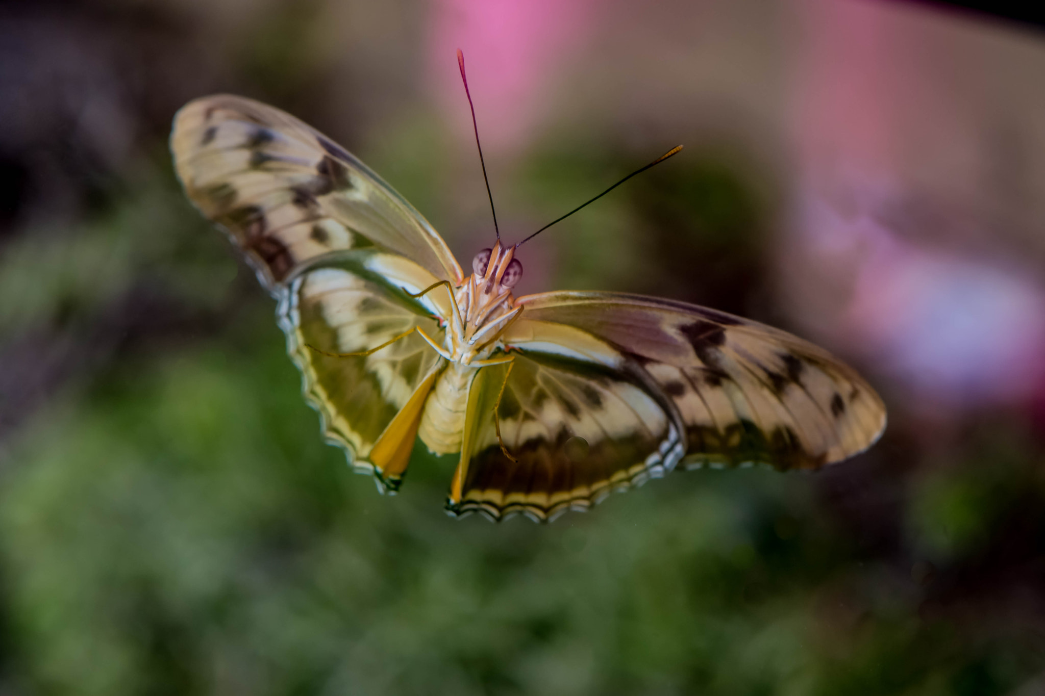 Nikon AF-S DX Micro-Nikkor 85mm F3.5G ED VR sample photo. Phipps photography