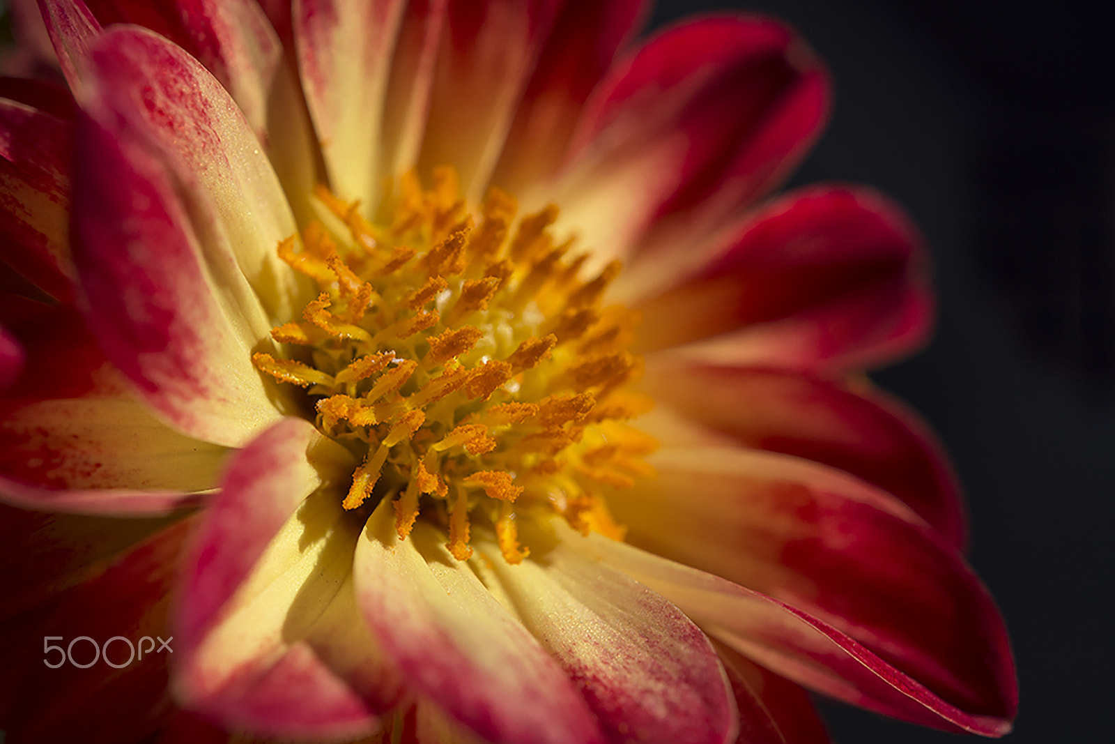 Nikon AF-S Micro-Nikkor 60mm F2.8G ED sample photo. Dahlia photography