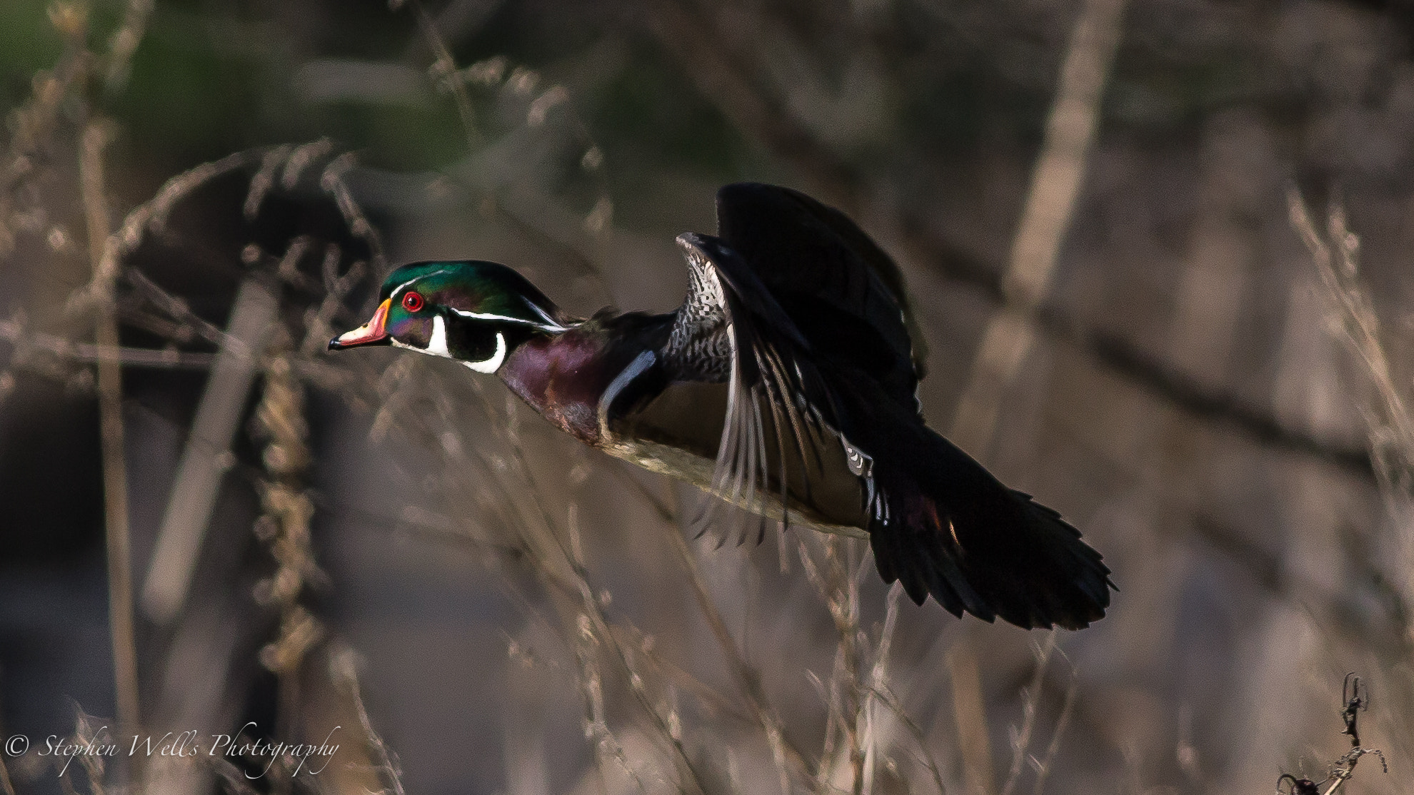 Canon EOS 6D + Canon EF 400mm F5.6L USM sample photo. Wood duck in flight photography