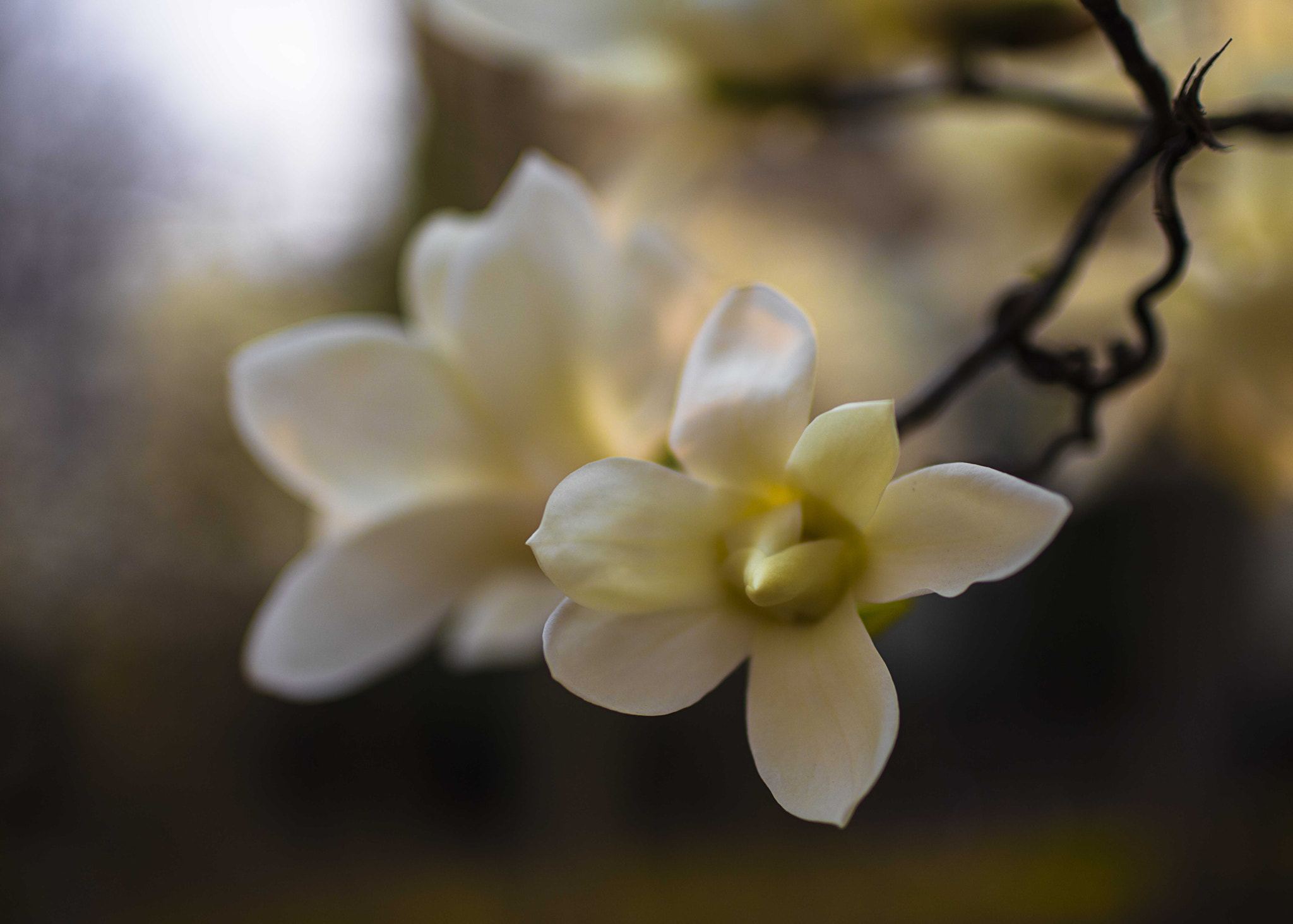 Canon EOS 5DS R + Canon EF 35mm F1.4L USM sample photo. _w9a3834.jpg photography