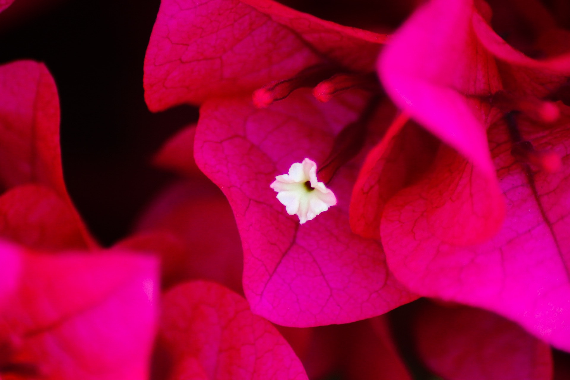 Canon EOS 70D + Canon 70-300mm sample photo. Red flower hermosa park photography