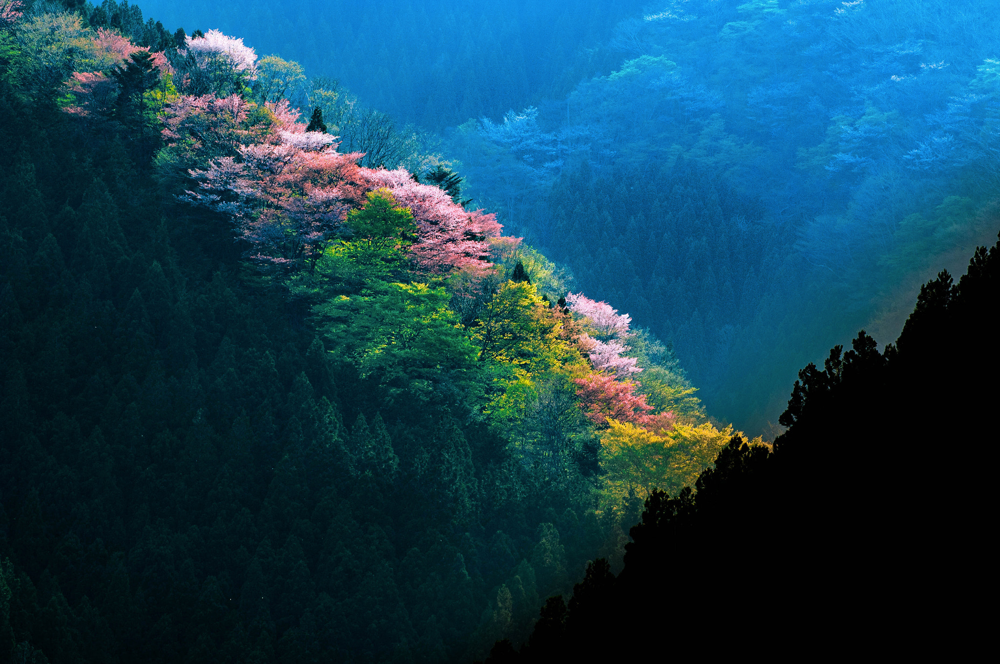 Nikon D2X sample photo. Wild cherry tree photography