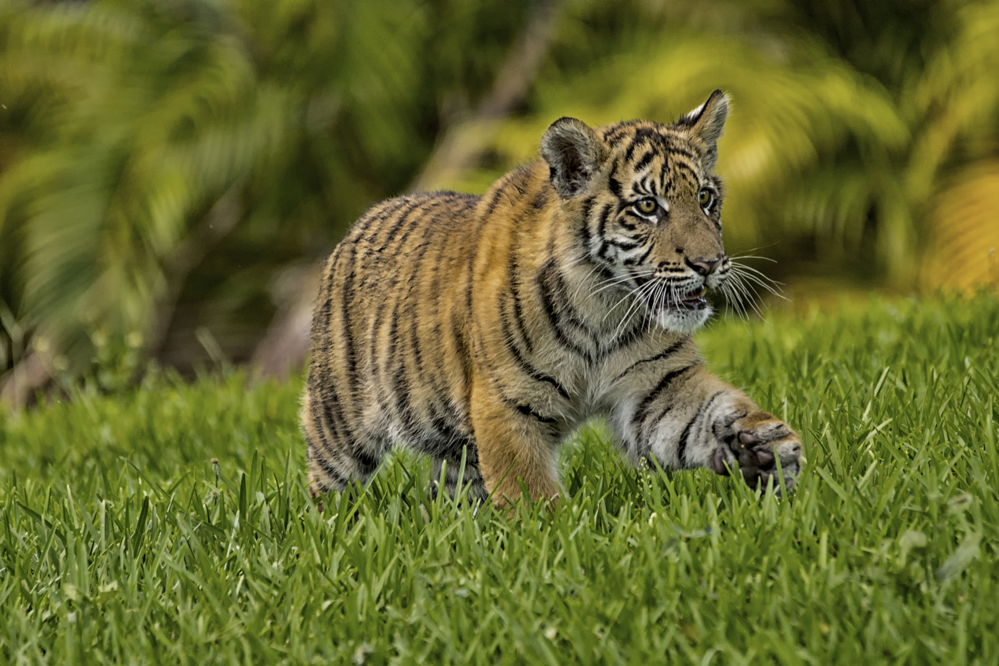 Sigma 150-500mm F5-6.3 DG OS HSM sample photo. Young swagger photography