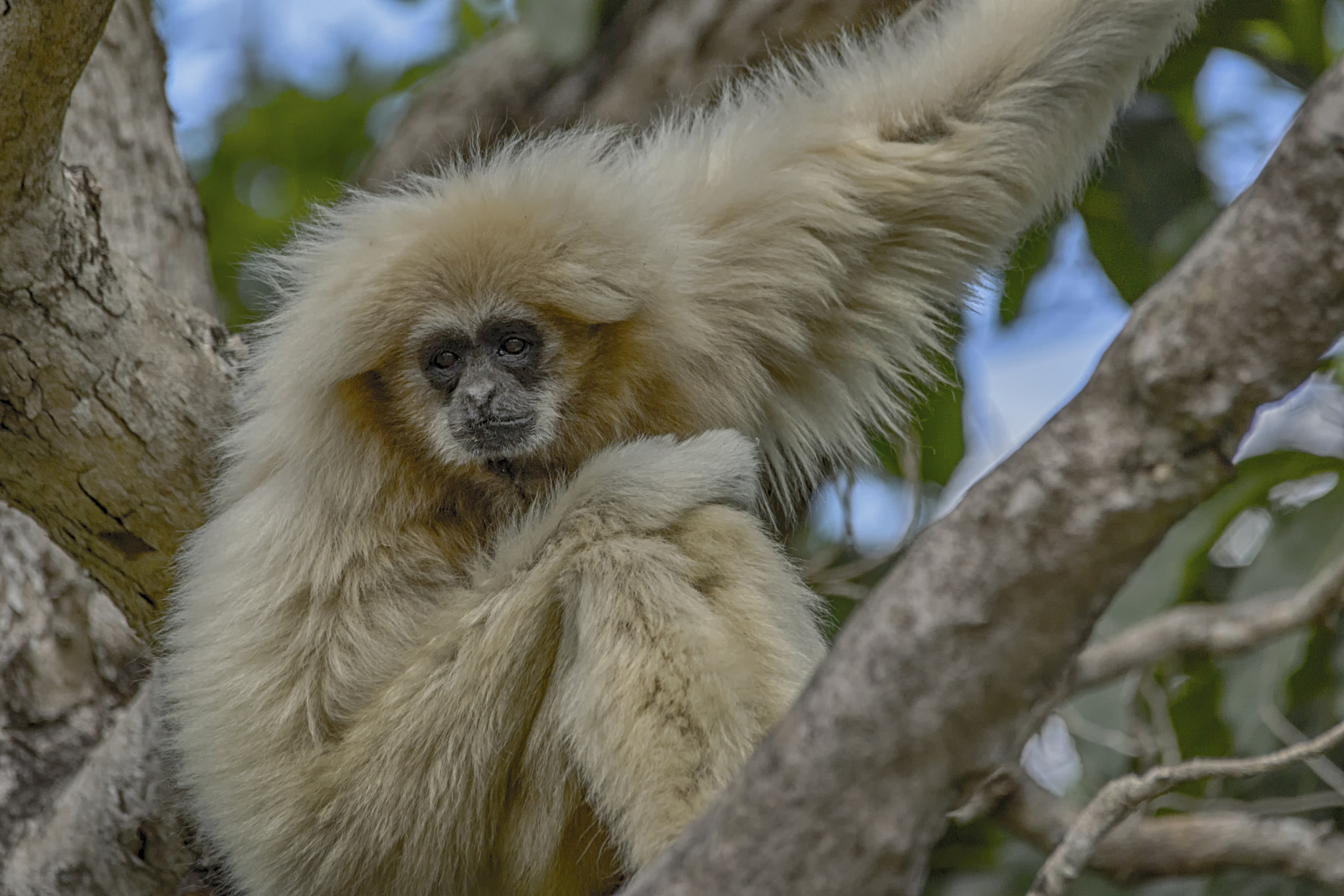 Sony SLT-A77 + Sigma 150-500mm F5-6.3 DG OS HSM sample photo. Gibbon's thougts photography