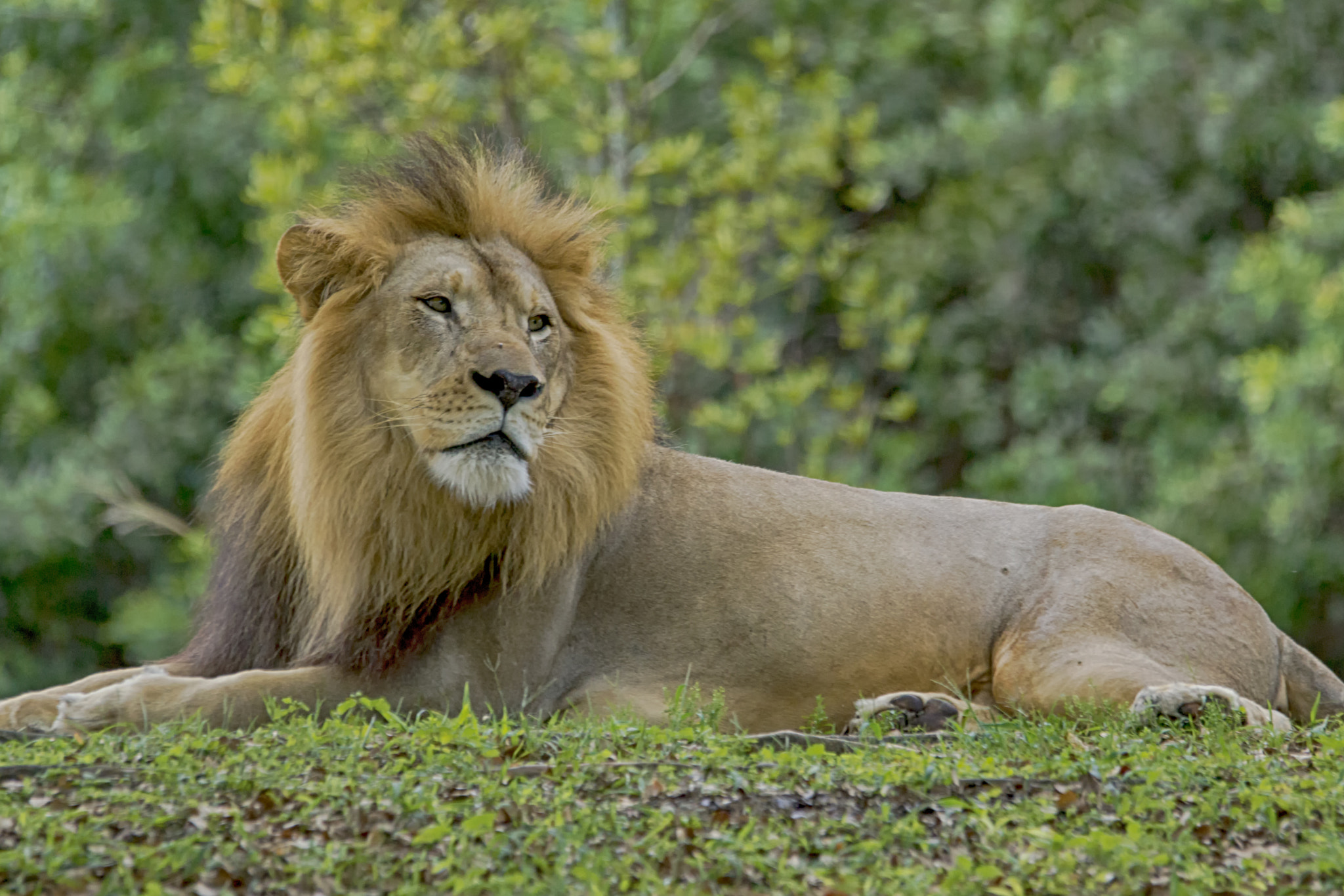 Sigma 150-500mm F5-6.3 DG OS HSM sample photo. His highness photography