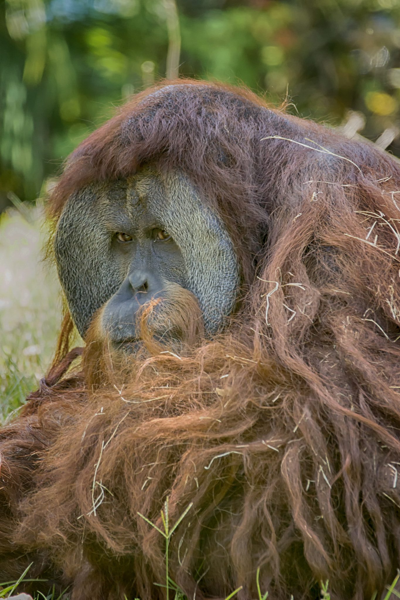 Sigma 150-500mm F5-6.3 DG OS HSM sample photo. Tired wisdom photography