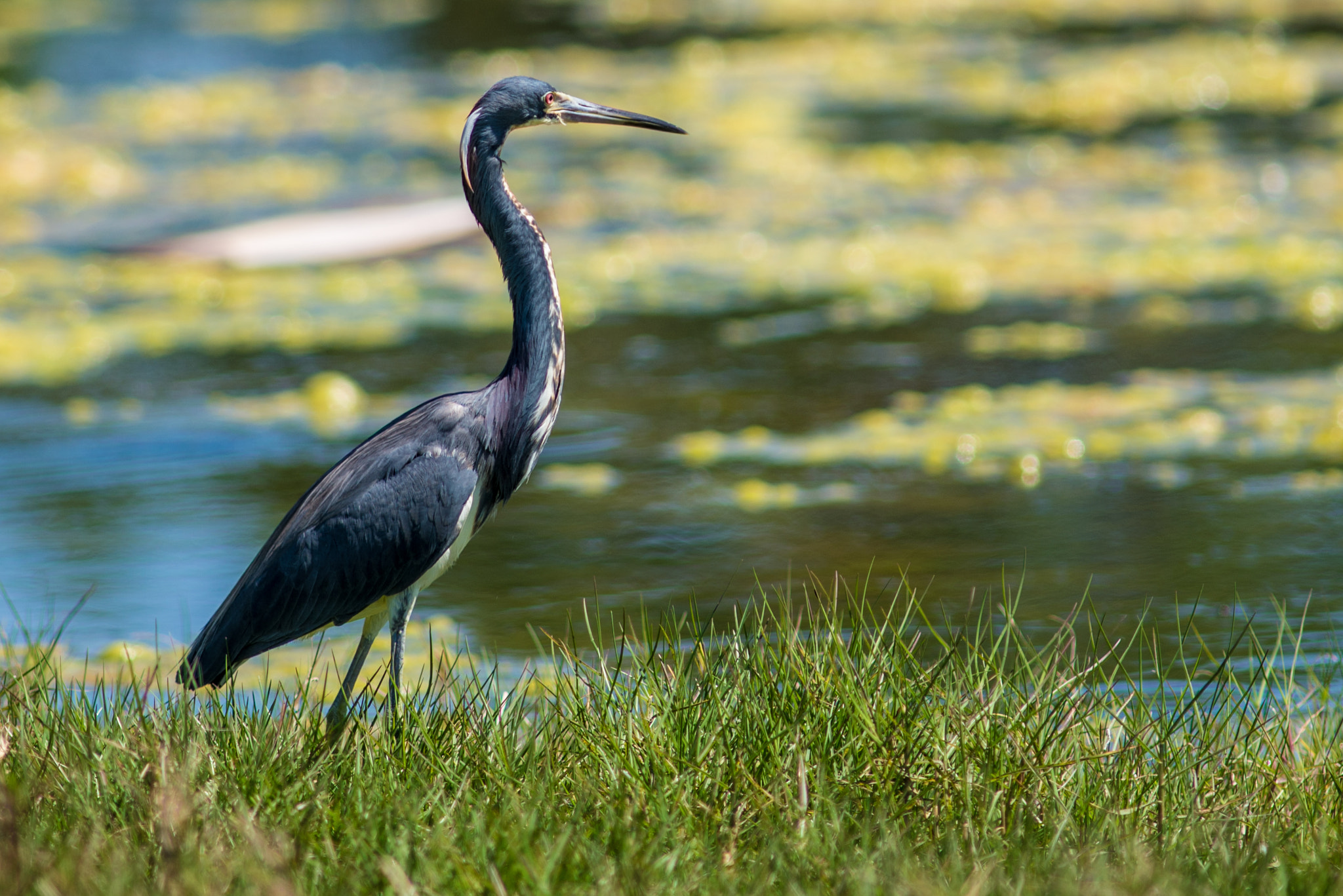 Nikon D610 + AF Nikkor 300mm f/4 IF-ED sample photo. Tricolored heron photography