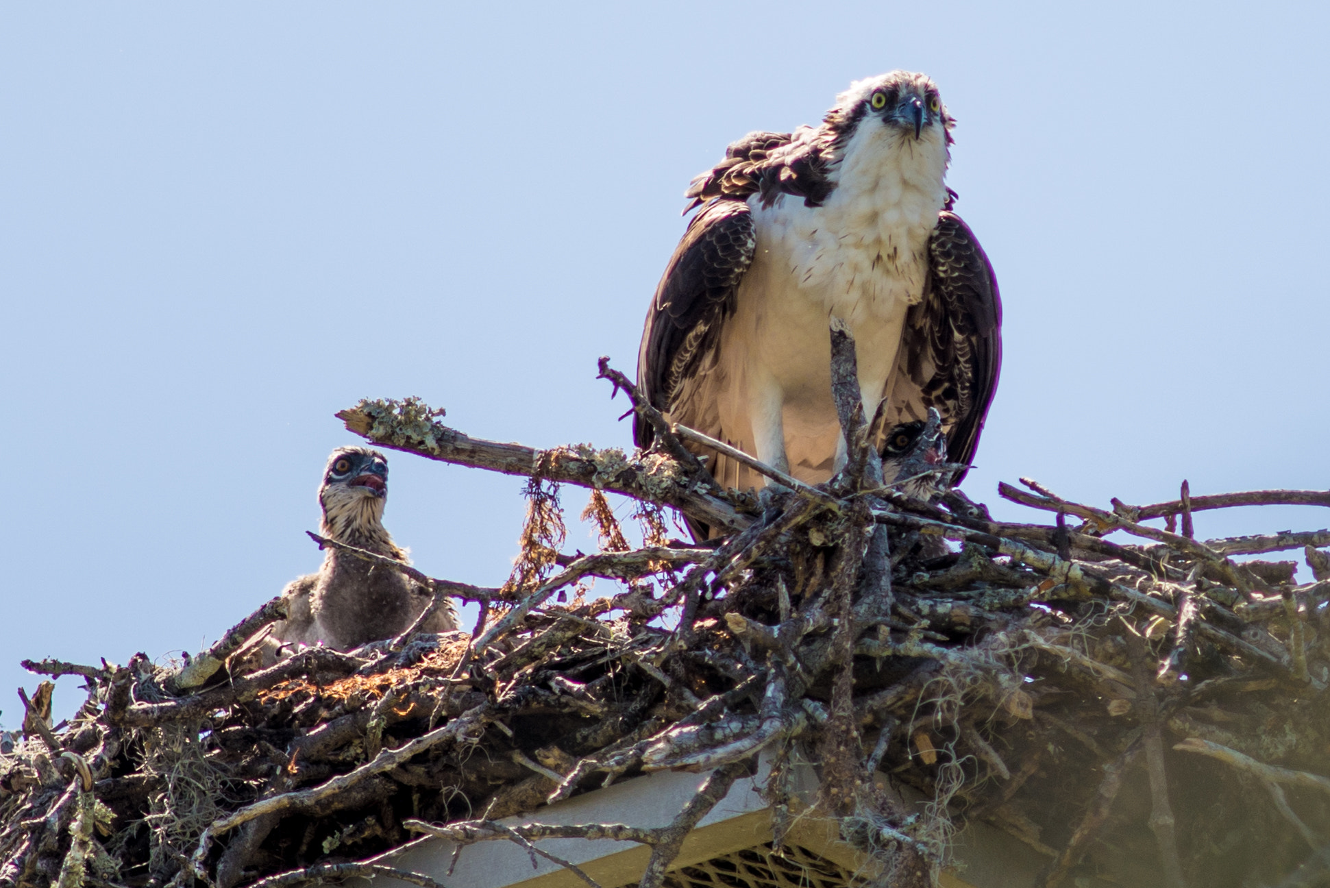 Nikon D610 + AF Nikkor 300mm f/4 IF-ED sample photo. Osprey family photography