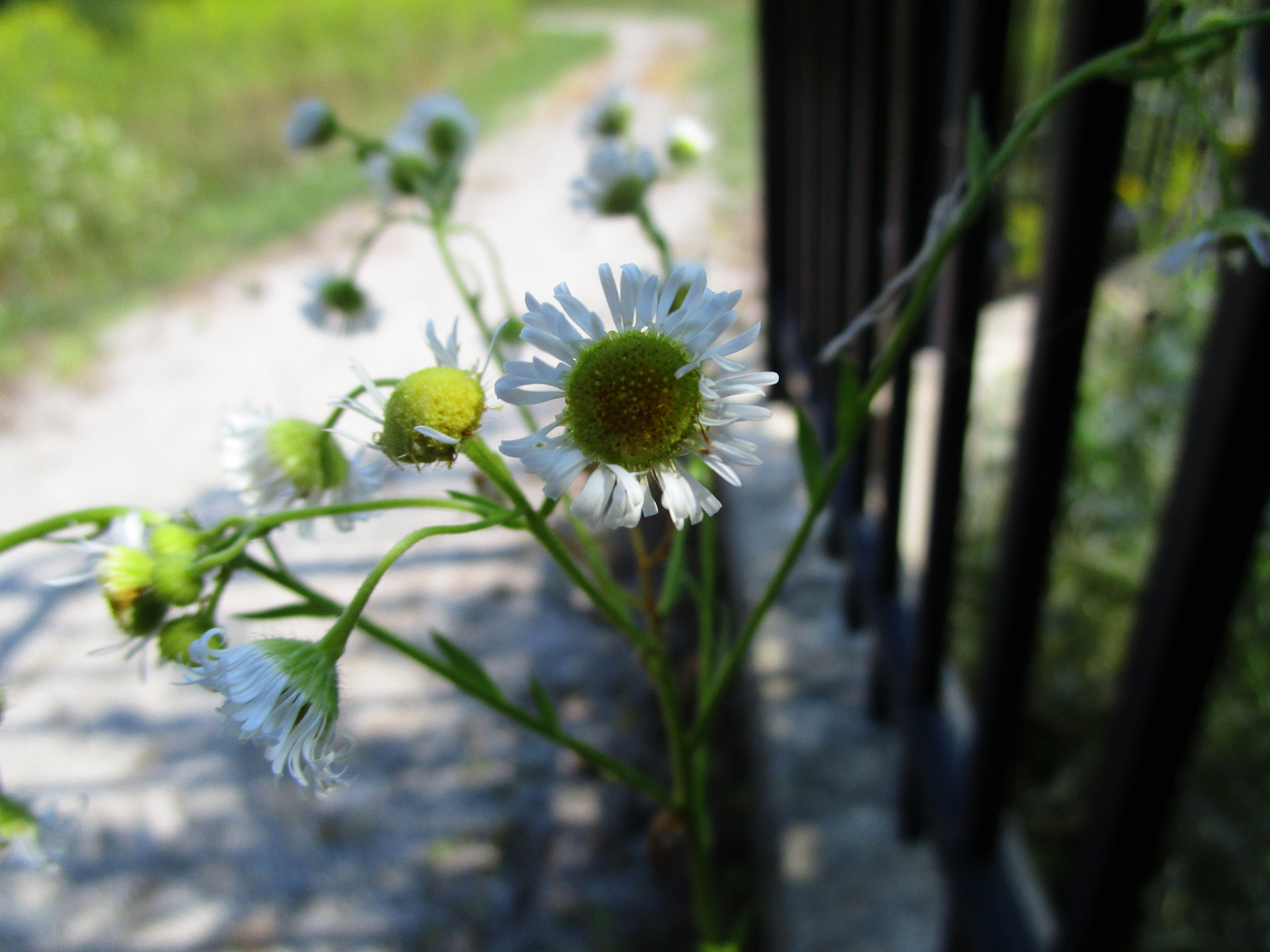 Canon PowerShot ELPH 150 IS (IXUS 155 / IXY 140) sample photo. Flowers photography
