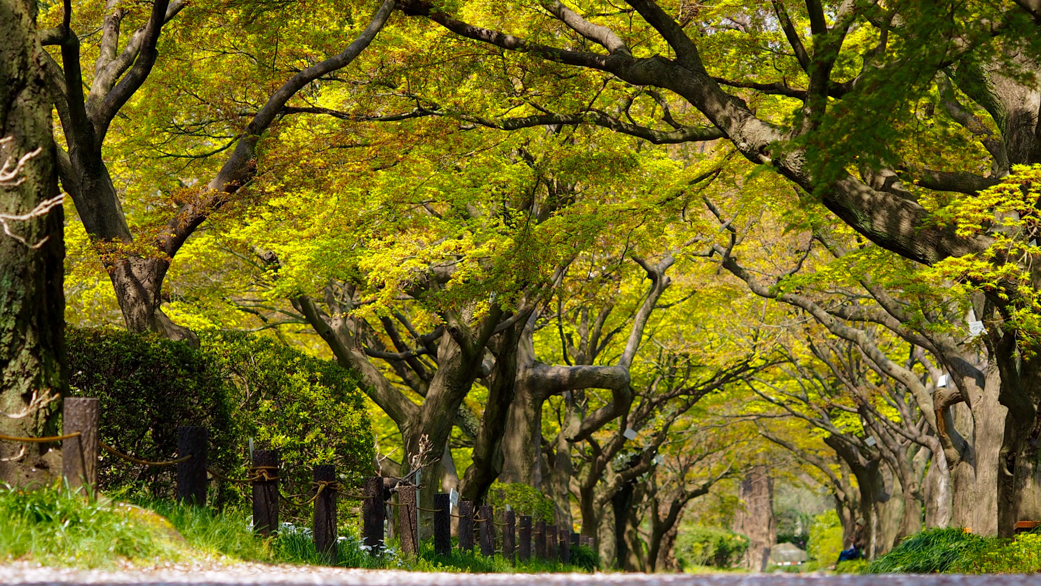 Olympus PEN E-PL7 sample photo. Verdurous avenue of japanese maples photography