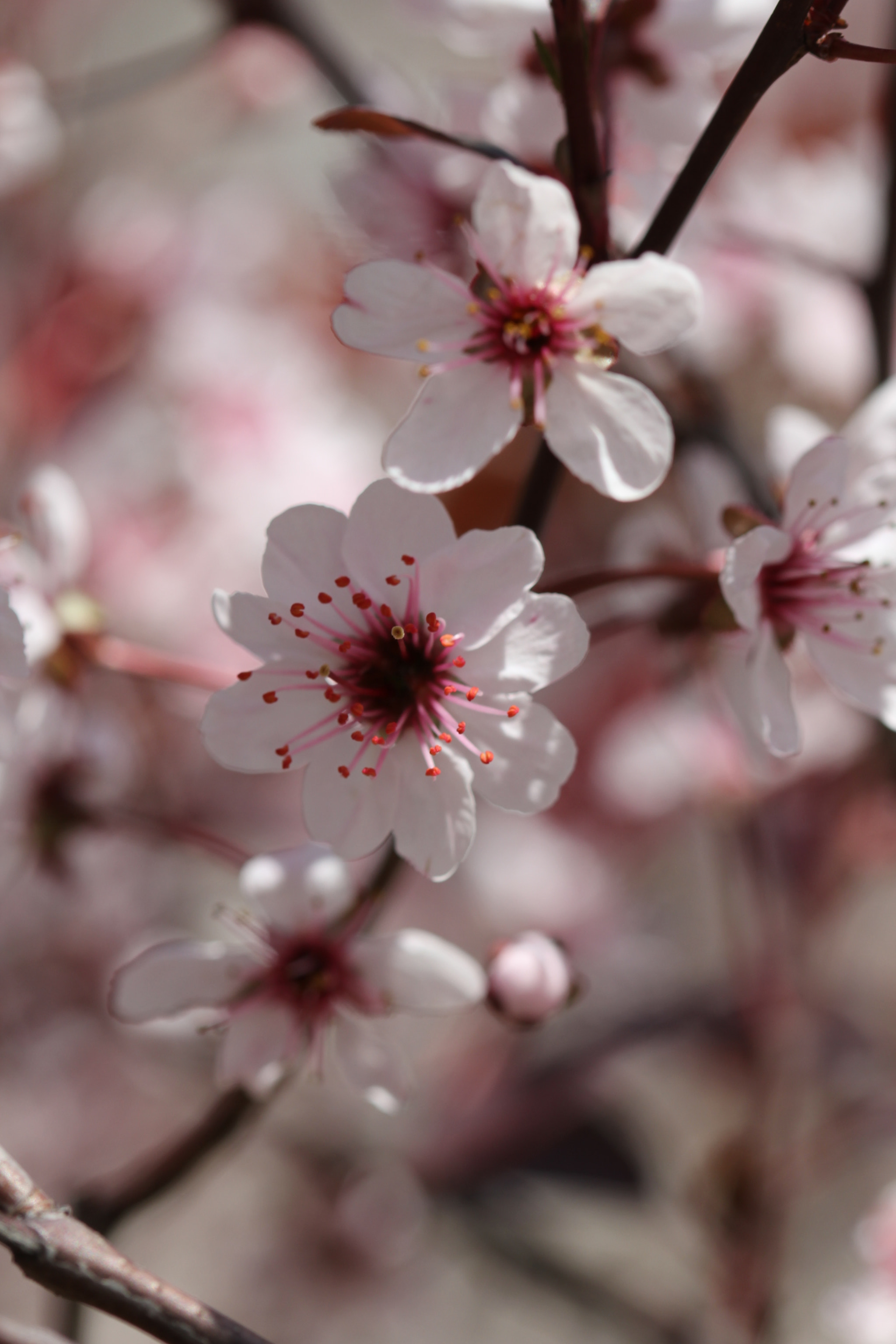 Canon EF 100mm F2.8 Macro USM sample photo. Beauty of the pink photography
