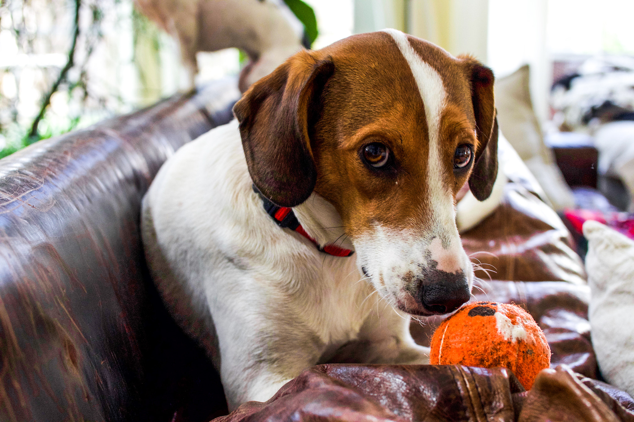 ZEISS Touit 32mm F1.8 sample photo. Hank photography